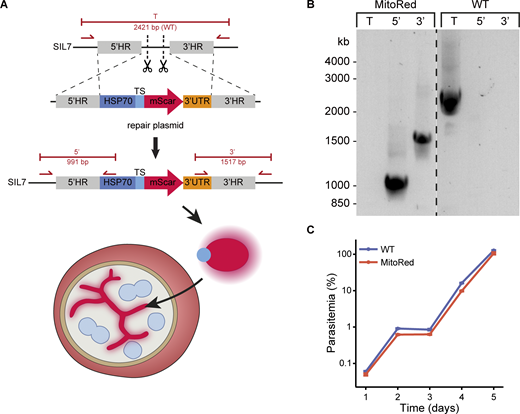 Generation and verification of MitoRed parasite line. (A) Schematic overview of strategy to generate a parasite line harboring a fluorescent mitochondrial marker. CRISPR-Cas9 is used to create two double-strand breaks at SIL7 (indicated by scissors). A construct containing the promotor and targeting sequence of the mitochondrial protein HSP70-3 (PF3D7_1134000) fused with mScarlet is integrated by double homologous recombination. Once integrated, the mitochondrial-targeted mScarlet is expressed and leads to fluorescent staining of the mitochondrion. (B) Diagnostic PCR of MitoRed parasite line with WT- and integration-specific primer combinations (indicated in panel A) demonstrating successful 5′ and 3′ integration and the absence of WT parasites in the MitoRed line. (C) Growth assay showing similar growth of MitoRed and WT parasites. Three independent cultures were set up from one tightly synchronized parasite culture for both MitoRed and WT. Samples were taken over a 5-day period and parasitemia (corrected for dilution factors) was determined with flow cytometry. Error bars (note they are quite small) indicate standard deviation. Source data are available for this figure: SourceData FS1.