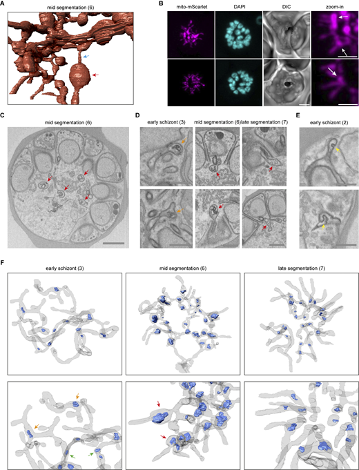 Bulbous membrane invagination structures (bulins) in the mitochondrion. (A) 3D rendering of the mitochondrion in a mid-segmentation schizont with a thin (blue arrow) and thick (red arrow) part. (B) Fluorescent microscopy of mito-mScarlet showing bulbous mitochondrial parts at the base of a mitochondrial branch. Scale bars, 2 μm. (C) Micrograph image of mid-segmentation schizont showing four bulins. Scale bar 1 μm. (D) Micrograph images of mitochondrial bulins in different schizont stages. (E) micrograph images of apicoplast bulins (yellow arrows) in early stage schizont. (D and E) Scale bars, 0.5 μm. (F) 3D rendering of the mitochondrion (gray, 7% opacity) and membrane invaginations (blue). Red arrows indicate bulins at the base of a mitochondrial branch just outside the forming merozoite entrance. Orange arrows indicate membrane invaginations at a branching point in the mitochondrial network. Green arrows indicate membrane invaginations in the middle of a continuous mitochondrial branch. The number between brackets indicate schizont ID number (Table S3). Refer to the image caption for details.