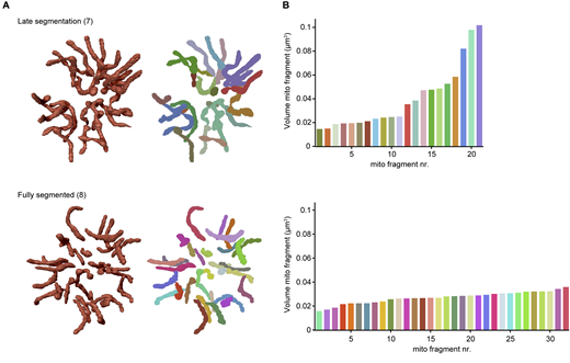 Shape and volume of mitochondrial fragments during final stages of schizogony. (A) 3D rendering of mitochondria in a late and fully segmented schizont. The number between brackets indicates the parasite ID number (Table S3). In the right images, each mitochondrial fragment is depicted in an arbitrary color to distinguish separate and connected structures. (B) Bar graphs indicating the mitochondrial fragment volumes of each parasite in μm3 and bar colors correspond to colors of the mitochondrial fragments in A.