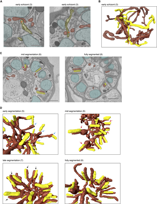 Interaction between mitochondrion and apicoplast in different stages of schizogony. (A) Micrograph images of contact sites between the apicoplast (yellow) and mitochondrion (red) in early-stage schizont, indicated by orange arrows. Nuclei are marked in teal. Scale bars, 0.5 μm. (B) 3D rendering of the mitochondrion (red, 50% opacity) and apicoplast (yellow), with contact sites indicated by orange arrows. (C) Micrograph images of mid- and fully segmented schizonts showing contact sites where apicoplast and mitochondrion are aligned over the total apicoplast length (black arrows). Red arrow indicates where the basal end of the apicoplast is in contact with the bulbous part of the mitochondrion at the merozoite entrance. Scale bars, 1 μm. (D) 3D rendering of apicoplast and mitochondrion in different stage schizonts. Blue arrows indicate where the basal end of an apicoplast interacts with the end of a mitochondrial branch. The number between brackets indicates schizont ID number (Table S3). Refer to the image caption for details.