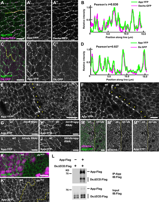 Ds and Ft regulate App at cell junctions.(A–D) Ds, Dachs, and App colocalize at junctional puncta. Representative image (A) and line scan (yellow line) quantification of fluorescence intensity (B) showing colocalization of App:YFP and Dachs:GFP. Representative image (C) and line scan (yellow line) quantification of fluorescence intensity (D) showing colocalization of Ds:GFP and App:YFP. (E) Loss of ft causes mislocalization of App:YFP from junctional puncta to a more uniform distribution across the apical surface (clonal marker not shown). Note that App:YFP accumulates at the boundary between wild-type and ft mutant cells and appears reduced in the cytoplasm of ft cells at the edge of the clone (yellow dots). (F) The localization of App:YFP is altered in ds mutant cells. App:YFP is more diffuse in the absence of Ds and accumulates at the clone boundary (clonal marker not shown). Note that cytoplasmic App:YFP is reduced in ds cells adjacent to the boundary (yellow dots). (G and H) App:YFP accumulates at the boundary between wild-type and ft RNAi cells (G) but fails to accumulate at the boundary in ft, app double RNAi cells (H), indicating that App in ft depleted cells is recruited to contacts with wild-type cells. (I and J) App:YFP accumulates at the boundary between wild-type and ds RNAi cells (I) and at the boundary between wild-type and ds, app double RNAi cells (J), indicating that App in ds depleted cells is not recruited to contacts with wild-type cells. (K) Junctional puncta of App:YFP are much less apparent in dsΔICD clones. (L) The Ds ICD co-immunoprecipitates App in S2 cells. (M) Ectopic expression of Ds in the posterior compartment causes Dachs and App:YFP to colocalize in a planar polarized fashion for two to three cell diameters outside the Ds overexpression domain. Yellow dashed lines indicate the anterior/posterior boundary. Scale bars, 5 µm. Source data are available for this figure: SourceData F4. Refer to the image caption for details.