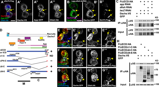 Interactions between the Ft ICD and core complex proteins in S2 cells.(A) Recruitment of Dachs:V5, App:GFP, and Dlish:HA by Ed:Ft:Flag in S2 cells. All three proteins accumulate with the Ft ICD at cell contacts (yellow arrows). (B) Depletion of app and dlish by RNAi does not affect the ability of the Ft ICD to recruit Dachs:GFP (yellow arrows). (C) Co-IP experiments similarly show that the Ft ICD forms a complex with Dachs in S2 cells even when App and Dlish are depleted. (D) Structure cartoons of Ft ICD deletions designed to identify regions responsible for core complex recruitment in S2 cells. Functional domains and App and Dlish association sites from previous studies (Matakatsu and Blair, 2012; Misra and Irvine, 2016; Zhang et al., 2016) are also shown. TM, transmembrane domain; PH, planar cell polarity (PCP)-Hippo; ND, not determined. (E–G) S2 cell assays for recruitment of core complex proteins by different Ft ICD deletions. (E) Ed:FtΔPH-C:Flag fails to recruit core complex proteins to cell contacts. Ed:FtΔ6-C:Flag (F) as well as Ed:FtΔΝ-6:Flag (G) recruit Dachs:GFP and Dlish:HA (yellow arrows). (H) Co-IP experiments confirm the results in E–G. Scale bars, (A, B, and E–G) 5 µm. Source data are available for this figure: SourceData F7. Refer to the image caption for details.