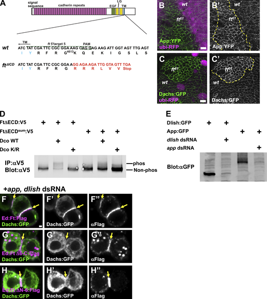 Ft ICD recruits Dachs and influences its abundance.(A) CRISPR-Cas9 induced ftΔICD mutant. The target sequence (green line), PAM site (green box), and transmembrane domain (TM; blue letters) are shown. The resulting 4-bp deletion led to a premature stop codon after the transmembrane domain. The altered amino acids are shown in red letters. (B) App:YFP is increased in junctional puncta in ft61 mutant cells. (C) Dachs:GFP is increased at the junctional puncta in ft61 mutant clones. Mutant clones are marked by the absence of ubi-RFP. (D) Phosphorylation of wild-type Ft and Ftsum by Dco in S2 cells. Dco WT promotes phosphorylation of Ft. The Ftsum is less phosphorylated by Dco. (E) Efficacy of app and dlish dsRNAs in S2 cells. Both proteins are strongly reduced by cotransfection of dsRNA. (F) Ed:Ft:Flag recruits Dachs:GFP to cell–cell contacts in app and dlish depleted cells. (G) Ed:FtΔ6-C:Flag fails to recruit Dachs:GFP in app and dlish depleted cells. (H) Ed: FtΔN-6:Flag fails to recruit Dachs:GFP in app and dlish depleted cells. Scale bar, 5 µm (B and C) 1 µm (F–H). Yellow arrows in F–H indicate cell contacts. Source data are available for this figure: SourceData FS4. Refer to the image caption for details.
