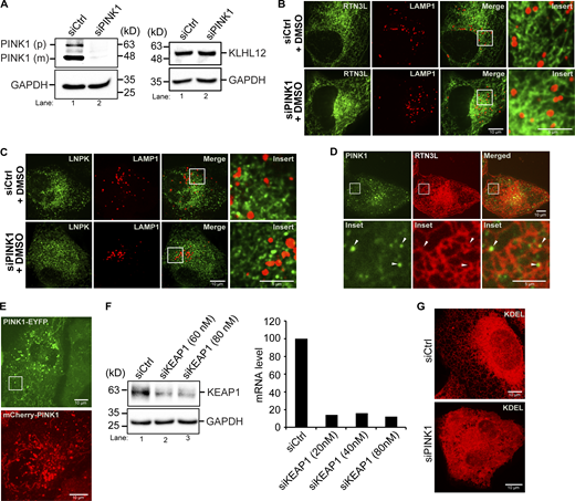 Related toFigs. 5 and 6. PINK1-containing puncta are in close proximity to ER junctions. (A) Left, western blot analysis was performed using lysates from control and PINK1-depleted cells. The precursor (p) and mature (m) forms of PINK1 are marked in siCtrl samples. Right, KLHL12 was blotted in Ctrl and siPINK1-treated cells. GAPDH was used as a loading control. (B) Representative control images of YFP-RTN3L puncta in LAMP1-mCherry structures in siCtrl and siPINK1-treated cells for the graph shown in Fig. 5 A. (C) Representative control images of LNPK-GFP puncta in LAMP1-mCherry structures in siPINK1-treated cells for the graph shown in Fig. 5 B. (D) A representative image of a cell transfected with PINK1-YFP and mCherry-RTN3L. Arrowheads mark PINK1-YFP puncta near junctions. (E) Representative PINK1-YFP (used in Fig. 5 D) and mCherry-PINK1 (used in Fig. 5 F) images. The inset in the PINK1-YFP image was used to make Video 1 and the stills in Fig. 5 D. This area was chosen as it is largely devoid of mitochondria. (F) Left, western blot showing KEAP1 levels in control and siRNA-treated cells. Right, qPCR was performed with cells treated with siKEAP1. (G) Compressed Z stacks of Ctrl and siPINK1-treated cells that were transfected with mCherry-KDEL. A total of 14 slices were compressed for Ctrl cells, and 22 slices for siPINK1-treated cells. Source data are available for this figure: SourceData FS11.