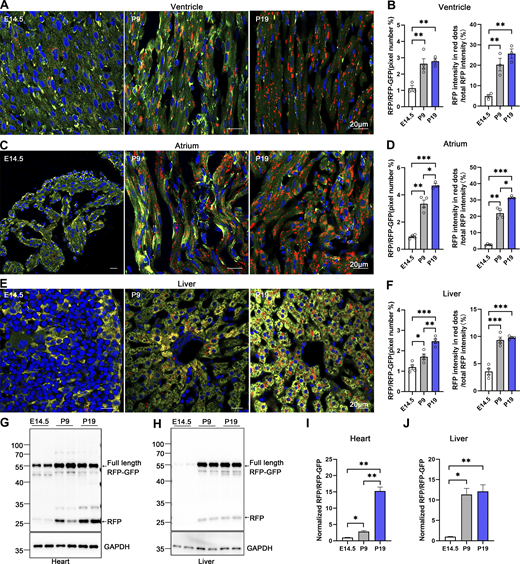 Comparative analysis of ER-phagy and ER network in developing heart and liver. (A–D) Representative images of heart sections and quantitative analysis from ER-TRG (+/−) reporter mice at E14.5, P9, P19. Panel A illustrates ER-phagy signals in the ventricle, while Panel C depicts these signals in the atrium, across the same developmental stages. The pixel number of RFP-only signals and total RFP signals were calculated by ImageJ and the ratio of RFP: total area (RFP+GFP) was quantified (left). The intensity of RFP-only signals and total RFP signals were calculated by ImageJ on a pixel-by-pixel basis and the fluorescence ratio of RFP: total RFP were quantified (right). Values were stated as mean ± SEM (n = 3–4 per group). Statistical differences were evaluated using one-way ANOVA. *P <0.05, **P <0.01, ***P <0.001. Scale bar: 20 μm. (E and F) Confocal imaging of ER-phagy activities and quantitative analysis in liver sections from ER-TRG (+/−) reporter mice at E14.5, P9, P19. Values were stated as mean ± SEM (n = 4 per group). Statistical differences were evaluated using one-way ANOVA. *P < 0.05, **P < 0.01, ***P < 0.001. Scale bar: 20 μm. (G–J) Immunoblot and quantitative analysis showing ER-phagy activities in heart and liver isolated from ER-TRG (+/−) reporter at E14.5, P9, and P19. The band intensities of RFP and RFP-GFP were quantified and the ratio of RFP:RFP-GFP (normalized to WT) is shown (I and J). Values were stated as mean ± SEM (n = 4–5 per group). Statistical differences were evaluated using one-way ANOVA. *P < 0.05, **P < 0.01. Source data are available for this figure: SourceData F7.