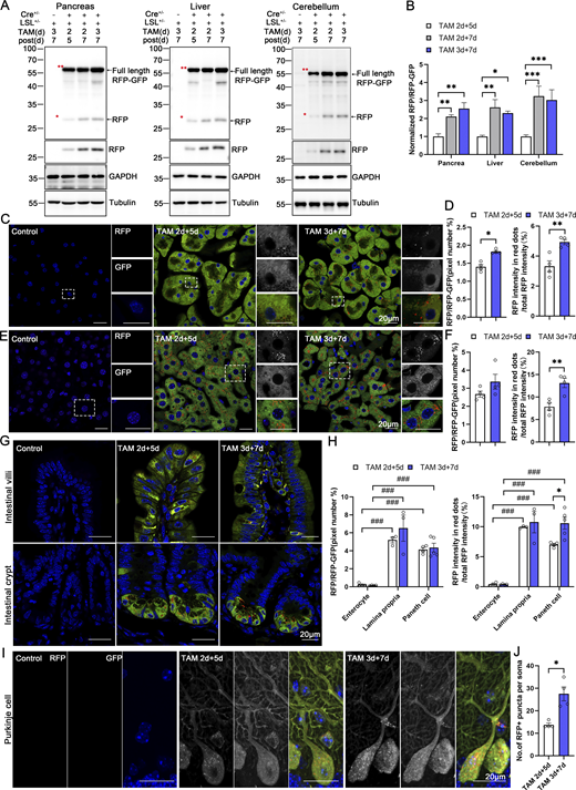 Assessment of ER-phagy activity in different tissues in inducible ER-TRG mice. (A) Immunoblot analysis showing the expression of ssRFP-GFP-KDEL in tissues isolated from inducible ER-TRG (Rosa CreERT2+/−; LSL-RFP-GFP-KDEL+/−) mice. Mice were treated with tamoxifen for 2 or 3 days, and samples were analyzed after 5 or 7 days and the Rosa CreERT2−/−; LSL-RFP-GFP-KDEL+/−was used as control. Full-length RFP-GFP, double red asterisk (**) and RFP fragments, single red asterisks (*), indicative of ER-phagy activity, were detected using an anti-RFP antibody. GAPDH and Tubulin were used as internal controls. (B) Quantification of immunoblots in panel A. The band intensities of RFP and RFP-GFP were quantified and the ratio of RFP:RFP-GFP (normalized to WT) is shown. Mice were treated with tamoxifen for 2 or 3 days, and samples were analyzed after 5 or 7 days. The Rosa CreERT2−/−; LSL-RFP-GFP-KDEL+/−was used as control. Values were stated as mean ± SEM (n = 3–4 per group). Statistical differences were evaluated using one-way ANOVA. *P < 0.05, **P < 0.01, ***P < 0.001. (C and D) ER-phagy levels and quantitative analysis in the pancreas of inducible ER-TRG (Rosa CreERT2+/−; LSL-RFP-GFP-KDEL+/−) mice. Mice were treated with tamoxifen for 2 or 3 days, and samples were analyzed after 5 or 7 days. The pixel number of RFP-only signals and total RFP signals were calculated by ImageJ and the ratio of RFP: total area (RFP+GFP) was quantified (left). The intensity of RFP-only signals and total RFP signals were calculated by ImageJ on a pixel-by-pixel basis and the fluorescence ratio of RFP: total RFP were quantified (right). Values were stated as mean ± SEM (n = 4 per group). Statistical differences were evaluated using Student’s t test. *P < 0.05, **P < 0.01. Scale bar: 20 μm. (E and F) ER-phagy levels and quantitative analysis in the liver of inducible ER-TRG (Rosa CreERT2+/−; LSL-RFP-GFP-KDEL+/−) mice. Mice were treated with tamoxifen for 2 or 3 days, and samples were analyzed after 5 or 7 days. Values were stated as mean ± SEM (n = 4 group). Statistical differences were evaluated using Student’s t test. **P < 0.01. Scale bar: 20 μm. (G and H) ER-phagy levels and quantitative analysis in the small intestine of inducible ER-TRG (Rosa CreERT2+/−; LSL-RFP-GFP-KDEL+/−) mice. The mice were induced by tamoxifen for 2 or 3 days and the samples were analyzed after 5 or 7 days. Values were stated as mean ± SEM (n = 3–5 per group). Statistical differences were evaluated using two-way ANOVA. ###P < 0.001 (comparison between different cells under the same treatment), *P < 0.05 (comparison between the same cell under different treatments). Scale bar: 20 μm. (I and J) ER-phagy levels and quantitative analysis in the Purkinje cells of inducible ER-TRG (Rosa CreERT2+/−; LSL-RFP-GFP-KDEL+/−) mice. Mice were treated with tamoxifen for 2 or 3 days, and samples were analyzed after 5 or 7 days. The images were enlargement of Fig. S5 A. The number of RFP-only puncta per soma of Purkinje cells were calculated by ImageJ and quantified in each treatment. Values were stated as mean ± SEM (n = 4 per group). Statistical differences were evaluated using Student’s t test. *P < 0.05. Scale bar: 20 μm. See also Fig. S5. Source data are available for this figure: SourceData F9.