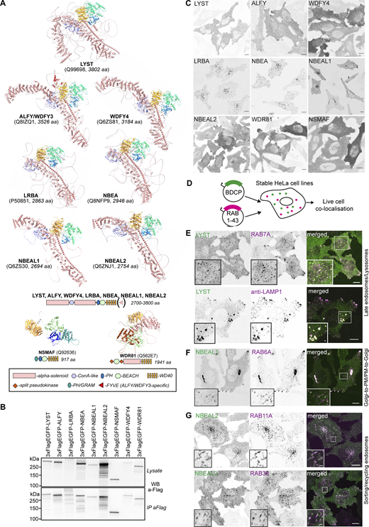 Mapping the cellular localization of BDCPs, a family of large cytosolic alpha-solenoid/beta-propeller domain proteins. (A) Alpha-fold models and schematic structures of typical, atypical, and small BDCPs. (B) Western blot and anti-flag immunoprecipitation of cell lysates from HeLa cells stably expressing 3xFlag-EGFP-tagged full-length human BDCPs. (C) Representative confocal images of HeLa cells stably expressing 3xFlag-EGFP-tagged human BDCPs. Scale bars 10 µm. (D) Schematic of the live-cell imaging screen done to characterize the nature of BDCP-positive compartments. HeLa cells stably expressing a single BDCP and one of 42 RAB small GTPase fused to 3xFlag-EGFP and mScarlet, respectively, were imaged live using a spinning-disc confocal microscope to detect colocalization and co-migration of both proteins. See Table 1 for an overview of the screen results. (E) HeLa cells stably expressing tdNG-LYST and mScarlet-RAB7A were imaged live (upper panel) or fixed and stained with an anti-LAMP1 antibody (lower panel). Scale bars 10 µm (main figure) or 1 µm (inset magnifications). (F) HeLa cells stably expressing 3xFlag-EGFP-NBEAL1 and mScarlet-RAB6A were imaged live. Scale bars 10 µm (main figure) or 1 µm (inset magnifications). (G) HeLa cells stably expressing 3xFlag-EGFP-NBEAL2 and mScarlet-RAB11A (upper panel) or -RAB38 (lower panel) were imaged live. Scale bars 10 µm (main figure) or 1 µm (inset magnifications). Source data are available for this figure: SourceData F1. Refer to the image caption for details.