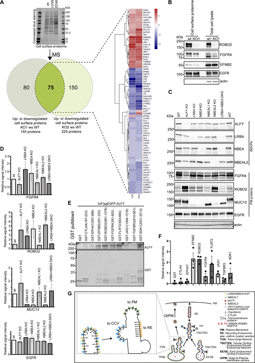 Knockout of reference isoforms of BDCPs leads to missorting of plasma membrane proteins. (A) The plasma membrane proteome of wild-type HeLa cells and two clones of HeLa cells lacking the reference isoforms of ALFY, LRBA, NBEA, NBEAL1, and NBEAL2 (KO1 and KO2) were isolated and analyzed by mass spectrometry. The Venn diagram and heatmap depict proteins that were significantly up- or downregulated in knock-out clones compared with wild-type cells. (B) Western blot of the indicated proteins from the cell surface proteome and total cell lysates of wild type Hela cells and HeLa cells lacking reference isoforms of ALFY, LRBA, NBEA, NBEAL1, and NBEAL2 (KO1). (C) Knockout of single BDCPs differentially affects the level of proteins identified as up or down-regulated on the plasma membrane of 5KO cells. Western blot of the indicated proteins from total cell lysates of wild-type HeLa and HeLa cells lacking reference isoforms of either ALFY, LRBA, NBEA, NBEAL1, or NBEAL2. (D) Quantification of data in C from three independent experiments. Values shown are mean ± SD. (E) Binding of ALFY to cytosolic tails of selected transmembrane proteins found to be up- or down-regulated in BDCPs 5KO cells. GST-tagged cytosolic tails of CTLA4, EPHA7, EFNB2, ROBO2, FGFR4, FLRT2, JAG1, TGFBR3, or SDK1 were immobilized on glutathione-sepharose beads and incubated with HeLa 3xFlag-EGFP-ALFY cell lysate. Bound proteins were detected by staining with an anti-flag antibody, while GST-tagged proteins were detected by staining with an anti-GST antibody. (F) Quantification of data in C from three independent experiments. Values shown are mean ± SD. (G) Schematic model of BDCPs function as transmembrane cargo sorting adaptors on trans-Golgi network and tubular sorting endosomes/tubular endosomal network. Source data are available for this figure: SourceData F10. Refer to the image caption for details.