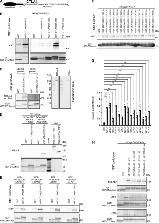 BDCPs bind to the cytosolic tail of CTLA4. (A) Schematic structure of CTLA4 with the amino acid sequence of the cytosolic tail indicated. Bold residues indicate the YxxM AP1-binding motif with underlined Y201 previously reported as being essential for binding to LRBA. Amino acids shown in red were identified as important for binding to ALFY in the current study. (B) ALFY interacts with aa 201–215 in the cytosolic tail of CTLA4. GST-tagged fragments of CTLA4 immobilized on glutathione-sepharose beads were incubated with lysate of HeLa cells stably transfected with 3xFlag-EGFP-ALFY. Bound 3xFlag-EGFP-ALFY were detected by staining with an anti-flag antibody, while GST-tagged proteins were detected by staining with ponceau S. (C) Purified NBEAL2 and LRBA (right panels) can bind to the cytosolic tail of CTLA4. Purified full-length untagged NBEAL2 or LRBA were incubated with GST-tagged CTLA4 (201–215) immobilized on glutathione-sepharose beads. Bound NBEAL2 or LRBA were detected by staining with anti-NBEAL2 or anti-LRBA antibodies, while GST-tagged proteins were detected by staining with an anti-GST antibody. (D) The C-terminal fragment of NBEAL2 interacts with the cytosolic tail of CTLA4. Purified N- (aa 1–1792) or C- (aa 1792–2794) terminal fragments of NBEAL2 fused to 3xFlagEGFP were incubated with GST-tagged CTLA4 (201–215) immobilized on glutathione-sepharose beads. Bound 3xFlag-EGFP-NBEAL2 was detected with an anti-Flag antibody, while GST-tagged proteins were detected by staining with an anti-GST antibody. (E) The PH-BEACH domains of NBEAL1, NBEAL2, LRBA, and ALFY bind to the cytosolic tail of CTLA4. Purified PH-BEACH domains of NBEAL1, NBEAL2, LRBA, and ALFY fused to MBP were incubated with GST-tagged CTLA4 (201–215) immobilized on glutathione-sepharose beads. Bound MBP-fusion proteins were detected with an anti-MBP antibody, while GST-tagged proteins were detected by staining with an anti-GST antibody. (F) Alanine scan mutagenesis of the ALFY-binding region of CTLA4 (aa 201–215). GST-CTLA4 (201–215) point mutants were immobilized on glutathione-sepharose beads and incubated with HeLa 3xFlag-EGFP-ALFY cell lysate. Bound 3xFlag-EGFP-ALFY were detected by staining with an anti-flag antibody, while GST-tagged proteins were detected by staining with an anti-GST antibody. (G) Quantification of data in F from three independent experiments. Values shown are mean ± SD ***P < 0.001, **P < 0.01, *P < 0.05, one-way ANOVA. (H) Binding of several BDCPs to the cytosolic tail of CTLA4. Wild type or mutant GST-CTLA4(201–215) were immobilized on glutathione-sepharose beads and incubated with lysate from HeLa cells overexpressing 3xFlag-EGFP-NBEAL2, - LYST or -LRBA. Bound proteins were detected by staining with an anti-flag antibody, while GST-tagged proteins were detected by staining with an anti-GST antibody. Source data are available for this figure: SourceData F9. Refer to the image caption for details.