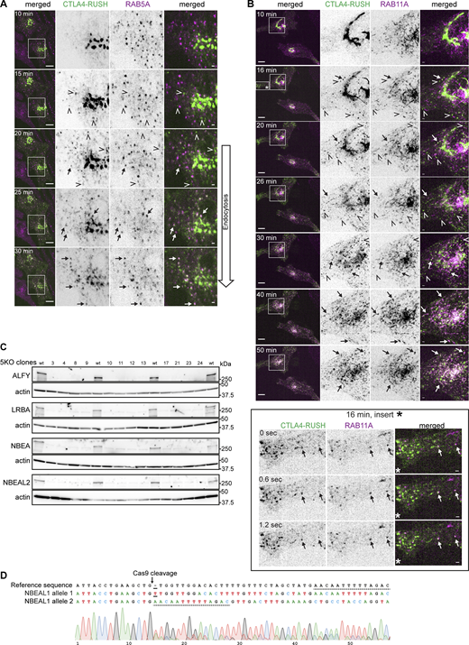 Characterization of intracellular trafficking of CTLA4-EGFP-RUSH protein and confirmation of BDCPs knockouts. (A) Live cell imaging of HeLa cells stably transfected with mScarlet-RAB5A and transiently transfected with CTLA4-EGFP-RUSH at the indicated time points after the addition of 50 µM biotin. Arrows and open arrowheads point to colocalization or lack of colocalization of CTLA4 with RAB5A, respectively. Scale bars 10 µm (left merged) or 1 µm (right merged). (B) Live cell imaging of HeLa cells stably transfected with mScarlet-RAB11A and transiently transfected with CTLA4-EGFP-RUSH at the indicated time points after the addition of 50 µM biotin. Arrows and open arrowheads point to colocalization or lack of colocalization of CTLA4 with RAB11A, respectively. The box labeled with an asterisk (16 min, insert*) is zoomed in in the lower subpanel to demonstrate colocalization of a fraction of CTLA4 with RAB11A at the 16 min time point. Scale bars 10 µm (left merged) or 1 µm (right merged). (C) Western blot of clones of HeLa cells with knockout (5KO) of the reference isoforms of ALFY, LRBA, NBEA, NBEAL1, and NBEAL2. Clones 8 and 12 were renamed as 5KO1 and 5KO2 and used for surface biotinylation experiments. (D) Genotyping of HeLa cells with knockout of the reference isoform of NBEAL1. Solid line marks the insertion of a single nucleotide in allele 1, while the dotted line highlights remaining homologous sequence after the deletion of 28 nucleotides in NBEAL1 allele 2. Source data are available for this figure: SourceData FS4. Refer to the image caption for details.
