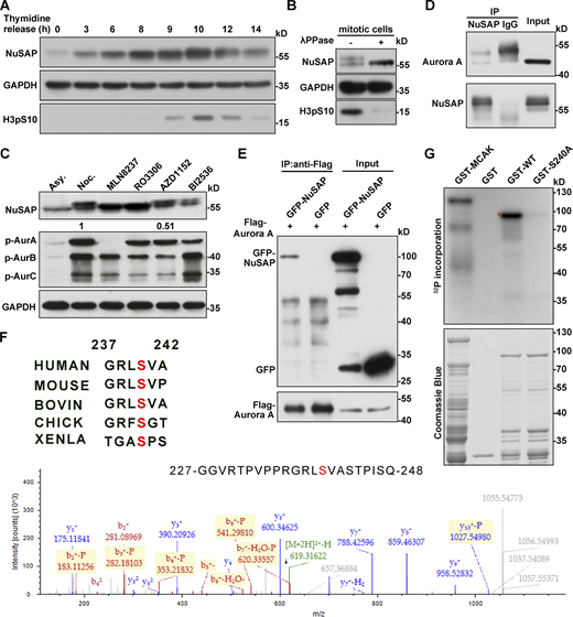 NuSAP is phosphorylated at S240 by Aurora A in mitosis. (A) HeLa cells were blocked at G1/S by double thymidine (Thy.) treatment and then released into fresh medium and harvested at the indicated time point. (B) Mitotic HeLa cell lysates were treated with λ-phosphatase. Samples were analyzed on SDS-PAGE and immunoblotted with the indicated antibodies. (C) HeLa cells were arrested with nocodazole for 17 h and then treated with selected kinase inhibitors (0.25 μM MLN8237 for 30 min, 9 μM RO3306 for 15 min, 0.1 μM AZD1152 for 30 min, 0.1 μM BI2536 for 30 min, respectively). Asy., asynchronized cell samples. The numbers (1.0 and 0.51) indicate the relative gray intensity of p-Aur B. Samples were analyzed on SDS-PAGE and immunoblotted with the indicated antibodies. (D) Mitotic HeLa cells were subjected to an immunoprecipitation (IP) assay with nonspecific IgG or anti-NuSAP antibody followed by Western blotting. (E) Flag-Aurora A was cotransfected with GFP or GFP-NuSAP into HEK293T cells. Lysates of 293T cells were subjected to IP assay with anti-Flag antibody followed by Western blotting. (F) GST-tagged NuSAP protein was incubated with Aurora A kinase at 30°C for 30 min. Samples were processed for MS analysis. Ser-240 site was found to be phosphorylated, consistent with the Aurora A phosphorylation consensus motif. Multiple sequence alignment in the top panel was performed using Uniprot. Red amino acids were conserved. (G) GST-tagged NuSAP proteins with/without point mutation were subjected to Aurora A kinase assay in vitro, followed by autoradiography. GST-tagged MACK was used as positive control. Coomassie Blue staining shows the loading of the GST-tagged NuSAP proteins in the reactions. The red asterisk indicates phosphorylated recombinant NuSAP. Source data are available for this figure: SourceData F2.