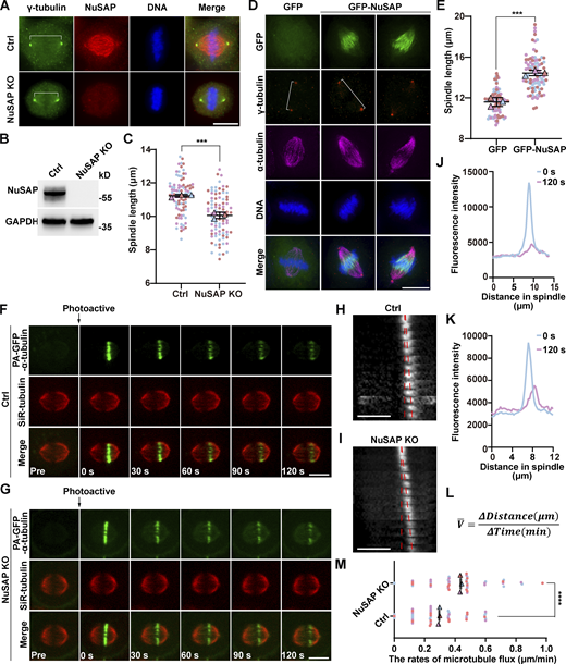 NuSAP regulates spindle length control and microtubule flux. (A) Control and NuSAP-knockout HeLa cells were stained for γ-tubulin (green), NuSAP (red), and DNA (blue). (B) NuSAP knockout efficiency of HeLa cells was analyzed by Western blotting. (C) Spindle length (indicated by white lines in A) was quantified by γ-tubulin immunofluorescence in control or NuSAP-knockout metaphase cells. Error bars indicate SD. Three independent replicates of 30 cells per replicate were quantified (n = 3). Unpaired two-tailed t test: P = 0.0006. (D) HeLa cells expressing GFP or GFP-NuSAP were stained for γ-tubulin (red), α-tubulin (magenta), and DNA (blue). (E) Spindle length (indicated by white lines) was measured by γ-tubulin immunofluorescence in metaphase cells. Error bars indicate SD. Three independent replicates of 30 cells per replicate were quantified (n = 3). Unpaired two-tailed t test: P = 0.0006. (F and G) NuSAP-knockout HeLa cells were transfected with photoactivatable GFP-tagged α-tubulin (PAGFP-α-tubulin, green). Microtubules were stained with SiR-tubulin (red), and the concentration of SiR-tubulin is 0.04 μM, which does not affect normal mitotic progression. GFP signal in a rectangular region near the microtubule plus ends was activated (time point 0, arrows) and tracked every 10 s. Representative time-course images are shown. (H and I) Corresponding kymograph profiles of the photoactivated regions in F and G (red dotted lines highlight microtubule-flux slopes). Scale bars, 10 s. (J and K) The fluorescence intensity profiles at time points 0 and 120 s in F and G are shown, respectively. (L) The mean velocity was defined by the ratio of the distance that the PAGFP signal travels to 2 min it takes. ΔDistance: the distance between the two points with the strongest PAGFP fluorescence intensity at 0 and 120 s. ΔTime: 2 min. (M) The rates of microtubule flux shown in F and G were measured in control or NuSAP-knockout cells. Error bars indicate SD. Three independent replicates of 14 cells per replicate were quantified (n = 3). Unpaired two-tailed t test: P < 0.0001. ***, P < 0.001; ****, P < 0.0001. n = the number of independent experiments presented. Scale bars, 10 μm. Source data are available for this figure: SourceData F1. Refer to the image caption for details.