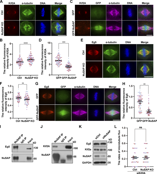 NuSAP negatively regulates the concentration of Kif2A on spindle poles and promotes the localization of Eg5 on spindle microtubules. (A and E) Control and NuSAP-knockout HeLa cells were stained with anti-Kif2A (red) and anti-α-tubulin (green) antibodies in A and stained with anti-Eg5 (red) and anti-α-tubulin (green) antibodies in E. DNA was stained with DAPI (blue). (B and F) Quantification of relative Kif2A (B) and Eg5 (F) fluorescence intensity on the spindle in A and E, respectively. Error bars indicate SD. Three independent replicates of 30 cells per replicate were quantified (n = 3). Unpaired two-tailed t test: P < 0.0001 in B; P = 0.0080 in F. (C and G) Mitotic HeLa cells were transfected with GFP or GFP-NuSAP (green) and stained with anti-Kif2A (red) and anti-α-tubulin (magenta) antibodies in C, and stained with anti-Eg5 (red) and anti-α-tubulin (magenta) in G. DNA was stained with DAPI (blue). (D and H) Quantification of relative Kif2A (D) and Eg5 (H) fluorescence intensity on the spindle in C and G, respectively. Error bars indicate SD. Three independent replicates of 30 cells per replicate were quantified (n = 3). Unpaired two-tailed t test: P = 0.0004 in D; P = 0.0014 in H. (I and J) Mitotic HeLa cells were subjected to an IP assay using nonspecific IgG or anti-NuSAP antibodies followed by Western blot analysis with anti-NuSAP, anti-Eg5 (I), and anti-Kif2A (J) antibodies. (K) Test the protein level of Kif2A and Eg5 after NuSAP knockdown in HeLa cells. (L) The mean velocity of poleward spindle microtubule flux in Kif2A-depleted and NuSAP/Kif2A-co-depleted cells. Error bars indicate SD. Three independent replicates of 13 or 14 cells per replicate were quantified (n = 3). Unpaired two-tailed t test: P = 0.9884. ns, not significant; **, P < 0.01; ***, P < 0.001; ****, P < 0.0001. n = the number of independent experiments presented. Scale bars, 10 μm. Source data are available for this figure: SourceData F4.