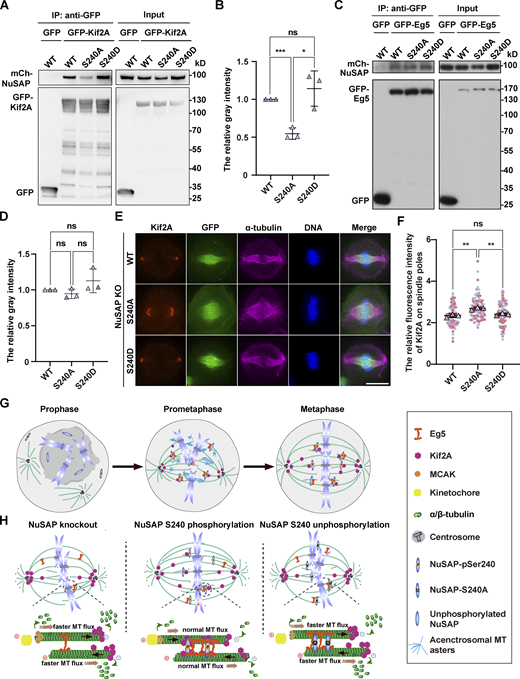 Ser-240 phosphorylation of NuSAP promotes its interaction with Kif2A and reduces the localization of Kif2A on spindle poles. (A and C) Mitotic HEK293T cells cotransfected with the indicated GFP-tagged proteins and mCherry-tagged NuSAP constructs were immunoprecipitated with GFP-Trap beads. (B and D) The quantification of protein–protein interaction discrepancy. Error bars indicate SD. Three independent replicates were quantified (n = 3). Unpaired two-tailed t test: P = 0.0005 for WT/S240A, P = 0.0135 for S240A/S240D, P = 0.3489 for WT/S240D in B; P = 0.2274 for WT/S240A, P = 0.1531 for S240A/S240D, P = 0.2562 for WT/S240D in D. (E) NuSAP-knockout HeLa cells were transfected with GFP-tagged NuSAP-WT, -S240A, or -S240D (green) followed by immunofluorescence labeling using anti-Kif2A (red) and anti-α-tubulin (magenta) antibodies. DNA was stained with DAPI (blue). (F) Quantification of relative Kif2A intensity on spindle poles in E. Error bars indicate SD. Three independent replicates of 30 cells per replicate were quantified (n = 3). Unpaired two-tailed t test: P = 0.0049 for WT/S240A; P = 0.0051 for S240A/S240D; P = 0.3347 for WT/S240D. ns, not significant; *, P < 0.05; **, P < 0.01; ***, P < 0.001. n = the number of independent experiments presented. Scale bars, 10 μm. (G) Along with the nuclear envelope broken down during mitotic entry, microtubule asters nucleate around the chromosomes and the centrosomes to form small acentrosomal and large centrosomal asters. These oriented microtubules are bundled and then sorted into the large centrosomal microtubule asters to form a bipolar spindle structure by molecular motors and microtubule-associated proteins till to a well-organized metaphase spindle formation with a dynamically constant length, in which NuSAP plays a crucial role. (H) NuSAP is mainly localized on microtubules near chromosomes and is phosphorylated by the mitotic kinase Aurora A on S240. As a MAP, NuSAP regulates the spindle dynamics to maintain metaphase spindle length through coordinating microtubule depolymerization and microtubule–microtubule sliding. On the one hand, NuSAP interacts with Eg5 on the adjacent microtubules, which allows Eg5 to move along the microtubules and to mediate the sliding of antiparallel interpolar microtubules (shown by the black arrow), which increases spindle length. On the other hand, S240-phosphorylated NuSAP interacts with more Kif2A on the spindle body and then reduces the amount of Kif2A on spindle poles, thus restraining the excess accumulation of Kif2A at the minus ends of microtubules to ensure the proper microtubule depolymerization. At the plus end, NuSAP attenuates MCAK depolymerization activity to stabilize kinetochore microtubules. NuSAP regulates microtubule flux (shown by the orange arrow) and controls metaphase spindle length by coordinating with Eg5, Kif2A, and MCAK. In experimental conditions, NuSAP knockout results in a reduction of Eg5 localization on spindle microtubules, excess accumulation of Kif2A on spindle poles, and high MCAK depolymerization activity. This abnormality leads to faster microtubule flux, kinetochore–microtubule attachment failure, and the formation of a shorter metaphase spindle. Alternatively, overexpression of NuSAP-S240A, a loss-of-function mutant that interacts with less Kif2A on the spindle body, also causes faster microtubule flux and shorter metaphase spindle formation. Source data are available for this figure: SourceData F5. Refer to the image caption for details.