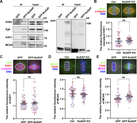 NuSAP had no effect on the localization of KifC1 and MCAK. (A) NuSAP interacted with Kif2A, Eg5, KifC1, and MCAK. Mitotic HEK293T cells were transfected with GFP or GFP-NuSAP and then immunoprecipitated with GFP-Trap beads. (B and D) Sample images (top) and quantification (bottom) of relative KifC1 (B) and MCAK (D) fluorescence intensity in the control and NuSAP-knockout cells, respectively. Error bars indicate SD. Three independent replicates of 30 cells per replicate were quantified (n = 3). Unpaired two-tailed t test: P = 0.7074 in B; P = 0.7179 in D. The white dotted lines show the areas of measurement. (C and E) Sample images and quantification of relative KifC1 (C) and MCAK (E) fluorescence intensity in HeLa cells transfected with GFP or GFP-NuSAP, respectively. Error bars indicate SD. Three independent replicates of 30 cells per replicate were quantified (n = 3). Unpaired two-tailed t test: P = 0.6413 in C; P = 0.0880 in E. The white dotted lines show the areas of measurement. ns, not significant. n = the number of independent experiments presented. Scale bars, 10 μm. Source data are available for this figure: SourceData FS3. Refer to the image caption for details.