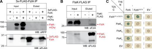 FzlA interacts with FtsKCvia the FzlA C-terminal tail. (A and B) Western blots of whole cell lysates or eluates from an immunoprecipitation (IP) using α-FLAG resin. Ladder values to the left of the blots are in kDa. Red arrows to the right of the blots indicate to what protein the band is attributed. The presence or absence of the fusion proteins in the strains used are indicated above the blots by plus (+) or minus (−) signs, respectively. (A) 3xFLAG-FzlA immunoprecipitation. Blots were incubated with primary antibodies recognizing either mCherry (αRFP) or FLAG (αFLAG). Lane 1 and 4, fzlA::3xFLAG-fzlA (EG2217). Lane 2 and 5, ftsK:: ftsK-mChy (EG2427). Lane 3 and 6, fzlA::3xFLAG-fzlA; ftsK:: ftsK-mChy (EG2428). (B) FtsK-FLAG immunoprecipitation. Blots were incubated with primary antibodies recognizing either FzlA (αFzlA) or FLAG (αFLAG). Lane 1 and 3, WT (EG865). Lane 2 and 4, ftsK::ftsK-FLAG (EG742). (C) BTH results for interaction between FzlA variants and full-length FtsK or its domains. The adenylyl cyclase subunits T18 (left) and T25 (top) are fused to proteins via the N-terminus or C-terminus, respectively. A green box around the representative spot image indicates that the three biological triplicates were positive for induction of the cAMP-dependent β-galactosidase reporter, indicating a positive interaction. Some data in C is duplicated in Fig. S5 A. Source data are available for this figure: SourceData F7.