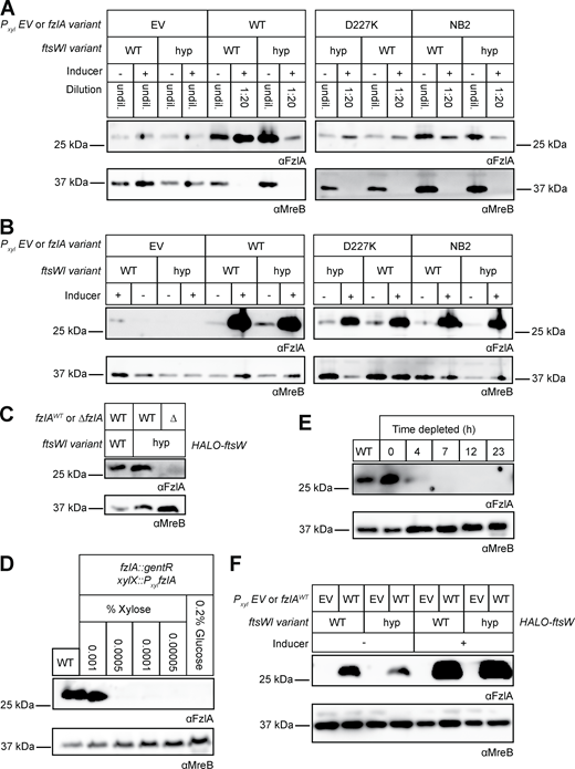 Western blots to confirm FzlA levels during strain characterization. (A–F) Western blot analysis using primary antibody recognizing either FzlA (αFzlA) or the loading control MreB (αMreB). (A and B) Overexpression of fzlA variants—WT FzlA (WT), a C-terminal tail mutant (D227K), or a mutant unable to bind FtsZ (NB2)—in WT and ftsW**I* (hyp) backgrounds compared with (EV) controls. (A) Strains with high FzlA were diluted 1:20 before loading as indicated to enable detection of all samples at a single exposure time. (B) Same as A but samples were all undiluted. (C) FzlA is not detected in the ∆fzlA; ftsW**I* strain. (D)fzlA induction in the halo-ftsW background (EG3523) as a function of xylose concentration to match FzlA levels in the WT halo-ftsW (EG3052) background. We selected 0.001% xylose as the closest approximation of WT FzlA levels. (E) FzlA depletion in the halo-ftsW background (EG3523). (F) FzlA overproduction in the halo-ftsW (EG3519) and halo-ftsW**; ftsI* (EG3525) backgrounds, as well as the respective EV controls (WT: EG3537. ftsW**I*: EG3538). Source data are available for this figure: SourceData FS1.