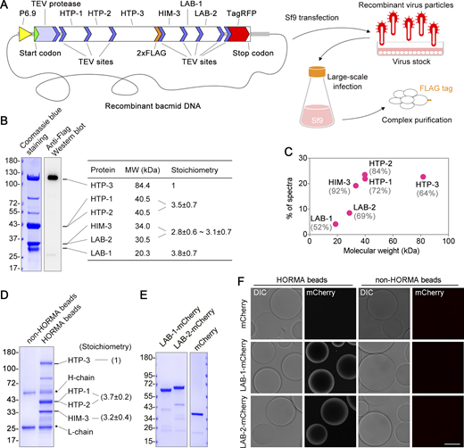 LAB proteins interact directly with the HORMA complex. (A) A cartoon depicts the expression and purification of the HORMA complexes with the SmartBac system, which uses recombinant baculoviruses to express large multiprotein complexes in Sf9 insect cells. All components were translated from a single transcript and separated by tobacco etch virus (TEV)-mediated cleavage. Two copies of FLAG tag were incorporated at the C-terminus of HTP-3 and the complexes were purified with anti-FLAG agarose beads. (B) PAGE analysis of purified HORMA complexes with LAB-1 and LAB-2 coexpressed. The molecular weight (MW) of each component was indicated. Relative protein stoichiometry was calculated based on band densitometric values from four replicates and normalized with their molecular weights. (C) MS spectra abundances of the HORMA complex proteins. MS coverage was indicated. (D) PAGE analysis of agarose bead-bounded HORMA complexes. HORMA complexes without LAB proteins were expressed in Sf9 cells as depicted in A. Relative protein stoichiometry was measured from three replicates and indicated in the parentheses. (E) PAGE analysis of mCherry and mCherry-tagged LAB proteins purified from E. coli. (F) Recruitment of LAB-1-mCherry and LAB-2-mCherry to HORMA-associated agarose beads. 5 μM mCherry or mCherry-tagged proteins were used. Bar, 50 μm. Source data are available for this figure: SourceData F2. Refer to the image caption for details.