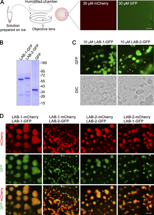 Phase separation analysis of fluorescent protein-tagged LAB proteins. (A) Left, a cartoon depicts the setup of phase separation observation under a confocal microscope. Solutions of purified proteins were prepared on ice, and their phase separation properties were examined under a confocal microscope at 20°C. Right, mCherry or GFP protein does not phase separate at 30 μM. Bar, 5 μm. (B) SDS-PAGE and Coomassie blue staining of GFP and GFP-tagged LAB proteins purified from E. coli. (C) Phase separation analysis of GFP and GFP-tagged LAB proteins at the indicated concentrations. Bar, 5 μm. (D) Phase separation analysis of mixed LAB proteins fused with different fluorescent proteins. Bar, 5 μm. Source data are available for this figure: SourceData FS4.