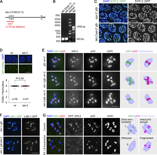 Cytological analysis synapsis, crossover formation, and AIR-2/phospho-H3 localization in lab-2 mutants and AIR-2/phospho-H3 localization upon 1,6-hexanediol treatment. (A) Schematic of a lab-2 deletion mutant created by CRISPR. An 1175-bp deletion removed a part of the lab-2 promoter (506 bp) and the first three exons. (B) The genotyping result of lab-2 mutants by PCR. Primers used were 5′-AACGGTTCTGGATCATCGTC-3′ and 5′-AAAGATTGGTCGCTTCGAGA-3′. (C) SC formation (indicated by SYP-2::GFP, green) is normal during pachytene in lab-2 mutants. Gonads dissected from the indicated genotypes were fixed and stained with DAPI (blue). Bar, 5 μm. (D) Quantification of GFP::COSA-1 focus number in late pachytene nuclei of wild type and lab-2 mutants. Bars represent the mean ± SD, and the numbers of nuclei analyzed are indicated. Statistical analysis was performed by the two-tailed unpaired t test. Scale bar, 5 μm. (E) Immunostaining of Ser10-phosphorylated histone H3 (pH3, red) in −1 oocytes of the transgenic worm expressing GFP::AIR-2 (green). Chromatin was stained with DAPI (blue). Bar, 5 μm. The cartoons on the right depict the representative localization patterns of AIR-2 and pH3 on bivalents of the indicated genotypes. (F) LAB-1::GFP (green) localization on diakinesis bivalents of the indicated genotypes. Chromatin was stained with DAPI (blue). Bar, 5 μm. (G) Immunostaining of pH3 (red) in −1 oocytes of the transgenic worm expressing GFP::AIR-2 (green). Dissected gonads were treated with or without 5% 1,6-hexanediol 10 min before fixation. Chromatin was stained with DAPI (blue). The cartoons on the right depict the localization patterns of AIR-2 and pH3 on bivalents indicated by the open arrowheads. Bar, 5 μm. Source data are available for this figure: SourceData FS5. Refer to the image caption for details.