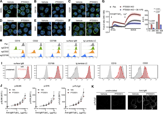 PTDSS1 inhibition did not overtly affect the morphology of organelles, cell surface expression of BCR signaling components, or BCR-induced phosphorylation of downstream molecules. (A–E) Ramos cells were cultured for 3 d with 100 nM PTDSS1i and then fixed with PFA. The intracellular localization of each organelle-resident protein was analyzed by immunocytochemical staining using specific antibodies against KDEL (A) for ER, GM130 (B) and G28 (C) for Golgi, COXIV (D) for mitochondria, and SNX1 (E) for endosomes. (F) The PM was visualized by staining using an anti-Transferrin receptor (TfnR) antibody. The fluorescent images were analyzed using confocal microscopy. Scale bar represents 5 μm. (G) SOCE responses of Ramos cells to BCR ligation-induced store Ca2+ depletion. Fura-2-stained Ramos cells were stimulated with 20 μg/ml anti-IgM F(ab’)2, and then 2 mM Ca2+ was added to evaluate the Ca2+ efflux (left panel). The values for area under curve (A.U.C.) within the indicated periods are shown (right panel). Data are presented as the mean ± SD of three independent experiments. Statistical P values examined based on Bonferroni’s multiple comparison tests are shown. (H) The cell surface expression of CD79B, CD19, CD22, and IgM on bulk Ramos cells transfected with pSpCas9(BB)-2A-GFP (PX458) vector containing each sgRNA sequence. The GFP-positive Ramos cells enriched with FACS were stained with the fluorescence-conjugated primary antibodies against each molecule. The negative populations for the cell surface antigen (typically ∼50% present in total cells) were further enriched and used as a bulk KO line. (I) The cell surface expression of BCR components. Ramos cells cultured with 100 nM PTDSS1i for 3 d were stained with the fluorescence-conjugated antibodies, and then analyzed by flowcytometry. (J) Ramos cells cultured as described in A were stimulated with the indicated concentrations of anti-IgM F(ab’)2 at 37°C for 4 min, and then fixed with PFA-based fixative, stained with the fluorescence-conjugated antibodies, and then analyzed by flowcytometry. Data are presented as median fluorescent intensity (M.F.I.) values (mean + SD of three independent experiments). (K) The effect of PTDSS1 inhibition on subcellular localization of phosphorylated PLCγ2. Ramos cells stained as described in J were analyzed using confocal microscopy. Scale bar represents 5 μm. Source data are available for this figure: SourceData FS2.