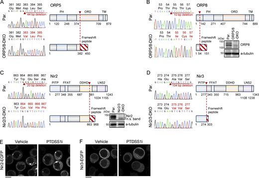 Generation of ORP5/8-DKO and Nir2/3-DKO Ramos cells. (A–D) Confirmation of CRISPR-Cas9-mediated genome editing for ORP5 (A), ORP8 (B), Nir2 (C), and Nir3 (D). The left panel in each figure shows the electropherogram for the direct genomic sequence with corresponding amino acids sequence around the indel mutation site indicated by a red arrowhead, and the right panel in each figure shows a schematic of the domain structure for each molecule. All those deletions cause a frameshift peptide with an early stop codon indicated by a diagonal line, thus leading to the KO of functional protein. For ORP8 (B) and Nir2 (C), protein KO was also confirmed by Western blot. (E and F) The effects of PTDSS1 inhibition on subcellular localization of Nir2 and Nir3. Ramos cells stably expressing Nir2-EGFP (E) or Nir3-EGFP (F) were cultured for 24 h with 100 nM PTDSS1i and then fluorescent images were analyzed using confocal microscopy. Scale bar represents 5 μm. Source data are available for this figure: SourceData FS5