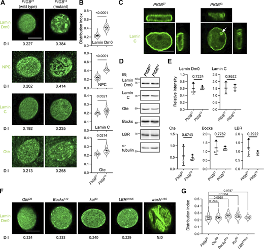 Loss of PIGB leads to disorganization of the NL. (A) Distributions of Lamin Dm0, NPCs, Lamin C, and Ote in a nucleus of larval wall skeletal muscle in PIGB27 (WT) and PIGB13 (mutant). The number at the bottom of the image is the D.I., which was obtained by normalizing the SD of intensity by the mean intensity value. Bar, 10 μm. (B) Quantification of the distributions of Lamin Dm0, NPCs, Lamin C, and Ote in a nucleus of larval wall skeletal muscle in the PIGB27 and PIGB13 larvae shown in A. 10–12 nuclei per individual were measured and the average value was plotted for six individuals (white circle). The thick black horizontal bar and thin gray horizontal bar show the mean and SD of six biological replicates, respectively; >60 nuclei analyzed per strain. The superimposed violin plot shows the distribution of the D.I. The number at the top of the graph is the P value (biological replicates = 6) calculated using the unpaired two-tailed t test. (C) 3D view of a nucleus stained with an anti-Lamin C antibody in PIGB27 and PIGB13. The white arrow indicates the ectopic lamina in the nucleoplasm of PIGB13. Bar, 10 μm. (D) Immunoblot analysis of Lamin Dm0, Lamin C, Ote, Bocks, and LBR in larval carcasses of PIGB27 and PIGB13. α-Tubulin was used as a loading control. (E) Quantification of the immunoblot analyses is shown in D. Lysates from 10 carcasses of PIGB27 and PIGB13 larvae were subjected to three independent experiments. The intensity of each band was normalized against that of α-tubulin. Normalized values in PIGB13 were compared with those in PIGB27 as a control. The thick black horizontal bar and thin gray horizontal bar show the mean and SD, respectively. White, gray, and black circles correspond to each pair in the three experiments. The number at the top of the graph is the P value (experimental replicates = 3) calculated using the paired two-tailed t test. (F) Distributions of Lamin Dm0 in larval wall skeletal muscle in mutants of the lamin-binding proteins Ote, Bocks, Koi, LBR, and wash. The number at the bottom of the image is the D.I. Bar, 10 μm. (G) Quantification of the distributions of Lamin Dm0 in mutants of the lamin-binding proteins shown in F. 10–12 nuclei per individual were measured and the average value was plotted for six individuals (white circle). The thick black horizontal bar and thin gray horizontal bar show the mean and SD of six biological replicates, respectively; >60 nuclei analyzed per strain. The superimposed violin plot shows the distribution of the D.I. The number at the top of the graph is the P value versus PIGB27 (biological replicates = 6) calculated using a one-way ANOVA with Tukey’s multiple comparison test. Source data are available for this figure: SourceData F2.