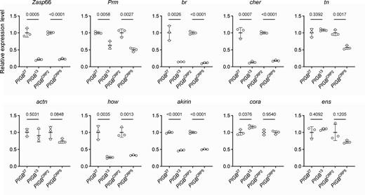 Expression levels of genes in fiLADs in WT and PIGB-deficient larvae. mRNA levels of genes linked with muscle structure development (GO0061061) in fiLADs with high expression levels in WT (PIGB27 and PIGBCRP2) and PIGB-deficient (PIGB13 and PIGBCRP5) larvae. The genes analyzed were Z band alternatively spliced PDZ-motif protein 66 (Zasp66), Paramyosin (Prm), broad (br), cheerio (cher), thin (tn), αactinin (actn), held out wings (how), akirin, coracle (cora), and ensconsin (ens) as well as ribosomal protein L32 (rpl32) as an internal control. Three batches of mRNA from 20 carcasses of each type of larvae were prepared (biological replicates = 3). These mRNA samples were subjected to the qPCR experiment three times (experimental replicates = 3). From the three experiments, the amounts of rpl32 and each gene were calculated, and the amount of each gene normalized by that of rpl32 was averaged. The average value was plotted for each biological replicate (white circle) normalized by WT as a control. The thick black horizontal bar and thin gray horizontal bar show the mean and SD (biological replicates = 3), respectively. The number at the top of the graph is the P value (biological replicates = 3) calculated using the unpaired two-tailed t test. The actual values, means, and SD are shown in Table S1. Refer to the image caption for details.