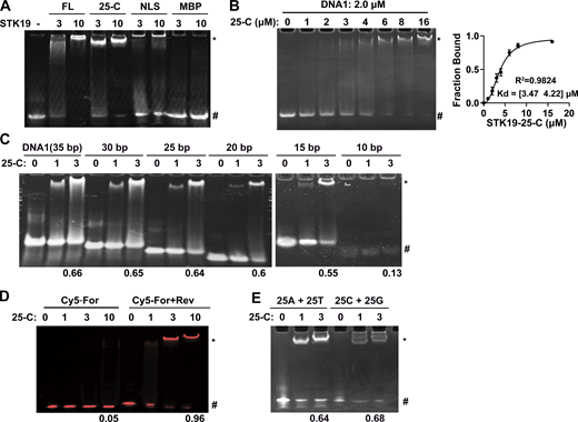 STK19 binds dsDNA in a sequence-nonspecific manner. Refer to Table S1 for DNA sequences. All EMSA experiments were repeated at least twice. (A) EMSA analysis of dsDNA (DNA1) in the presence of different proteins. The numbers (3 and 10) represent the molar ratio of STK19 to DNA. “*” and “#” denote protein-bound and free DNA, respectively. (B) EMSA analysis of the binding affinity between STK19 25-C and DNA1. Different concentrations of STK19 were incubated with 2.0 μM DNA1 at 4°C for 2 h prior to gel separation. Error bars represent the SD for three biological replicates. The data were fitted using GraphPad and yielded an apparent 3.8 μM binding affinity with a 95% confidence interval of 3.5–4.2 μM. (C) EMSA analysis of dsDNA of different lengths in the presence of STK19 25-C. The numbers at the bottom represent the ratio of bound DNA (bound/total). The numbers (1 and 3) represent the molar ratio of STK19 to DNA. (D) STK19 (25-C) binding to 35-bp single-stranded DNA (5′ Cy5-labeled) in the presence or absence of the reverse strand (unlabeled). The numbers at the bottom represent the ratio of bound DNA (bound/total). The numbers (1, 3, and 10) represent the molar ratio of STK19 to DNA. (E) EMSA analysis of different 25-bp dsDNA sequences in the presence of STK19 25-C. Source data are available for this figure: SourceData F2. Refer to the image caption for details.