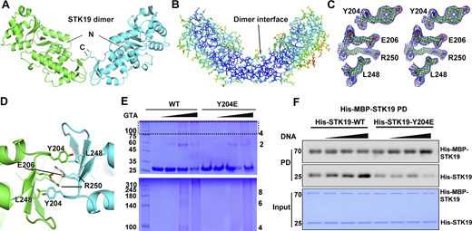 STK19 can form dimers that are enhanced by DNA binding. (A) The STK19 dimer in the asymmetric unit. The N and C termini are labeled. (B) B-factor representation of the STK19 dimer. Blue to red represent B-factors from low to high. (C) Stereo-view of the 2Fo-Fc simulated annealing omit map around Y204, E206, L248, and R250, contoured at 2σ. (D) The dimer interface with core interacting residues shown as sticks. Salt bridges are shown as yellow dotted lines. (E) STK19 dimer and oligomers in the presence of the crosslinking agent glutaraldehyde (0%, 0.05%, 0.1%, and 0.2%). STK19 formed other oligomeric species corresponding to even but not odd numbers of oligomers. (F) His-MBP-STK19 (0.2 µM) pull-down of his-tagged STK19 WT (2 µM) and Y204E (2 µM) in the presence of increasing concentrations of 15-bp dsDNA (0, 0.5, 2, 8 µM). The bound proteins (PD) were stained by their His-tag. The molecular weights are in kD. Source data are available for this figure: SourceData F3.