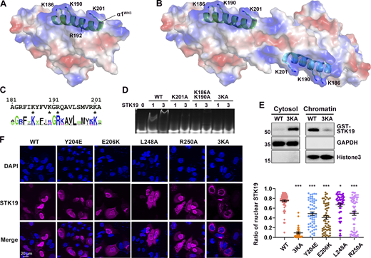DNA is likely bound to two basic patches in the protein homodimer. (A) Electrostatic surface potential map of the STK19 monomer. Red and blue represent negatively and positively charged surfaces, respectively. The α1 of WH3 (α1WH3), three surface-exposed basic residues, and one buried basic residue R192 in this helix are shown. (B) Electrostatic surface potential map of the dimer. (C) Sequence conservation of α1WH3. The discussed basic residues are indicated with an “*” below the sequence. (D) EMSA analysis of DNA1 in the presence of STK19 WT or different lysine mutants. (E) Western blot analysis of STK19 localization. Chromatins were precipitated by spinning lysed cell nuclei at 2,000 g. The molecular weights are in kD. (F) Representative confocal images of the subcellular localization of STK19 mutants in HeLa cells and statistical analysis of the nuclear STK19 ratio. Error bars represent the SEM for at least 30 cells from each group. All groups were compared to WT, and two-tailed unpaired Student’s t test was used. * denotes P < 0.05; *** denotes P < 0.001. Source data are available for this figure: SourceData F4.