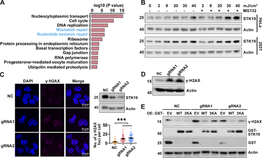 DNA binding is critical for STK19-mediated DDR. (A) Pathways enriched by proteins that WT bound at least fivefold more than EV (empty vector). Samples were derived from 293T cells overexpressing EV or GST-STK19-WT, respectively. Pull-down was performed in the presence of DNase and RNase for 12 h to suppress indirect interactions via DNA/RNA. (B) STK19 protein levels under different doses of UVB exposure, with or without proteasome inhibitor MG132 treatment. Cells were lysed 2 h after UVB treatment. (C) The immunofluorescence of γ∙H2AX in HeLa cells and the statistical analysis of γ∙H2AX foci numbers. NC indicates that gRNA NC was used. gRNA1 and gRNA2 targeted the seventh and fourth exons of 41-kD STK19 gene, respectively, and therefore can KD both the 29- and 41-kD isoforms. KD efficiency of 29-kD STK19 is shown in the top right panel. Error bars represent the SEM of at least 30 measurements. All groups were compared with NC, and two-tailed unpaired Student’s t test was used. *** denotes P < 0.001. (D) The expression level of γ∙H2AX in HeLa cells treated with 8 mJ/cm2 UVB. The cells were harvested 5 h after treatment. (E) The level of γ∙H2AX in NC or KD cells transfected with gRNA-resistant expression of GST-tagged WT or 3KA. Cells were lysed 34 h after transfection with different plasmids. The molecular weights are in kD. Source data are available for this figure: SourceData F5.