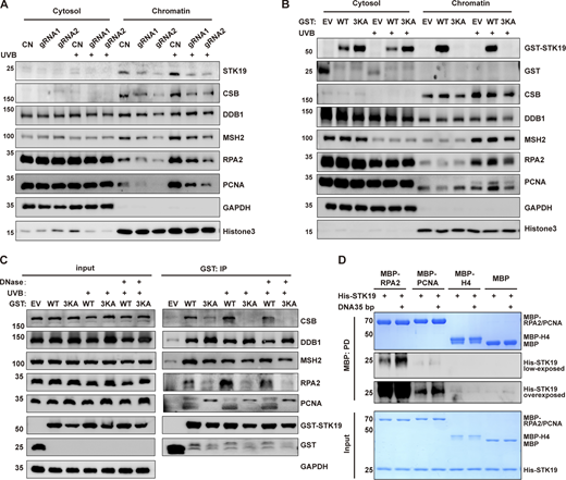 STK19 promotes chromatin recruitment of DNA repair factors in NER. (A) Western blot analysis of chromatin localization of different DNA damage repair key factors after STK19 knockdown, with or without UVB irradiation. HeLa cells were treated with UVB irradiation (30 mJ/cm2). After 2 h, cells were lysed and chromatins were precipitated. (B) Western blot analysis of chromatin localization of different damage repair factors after overexpression of GST-STK19 WT or 3KA, with or without UVB irradiation. HeLa cells overexpressing GST-STK19 WT or 3KA were irradiated with 30 mJ/cm2 UVB and then chromatin fractionation was performed 2 h later. Cleavage of chromatin-bound PCNA was likely due to plasmid transfection. (C) GST-STK19 WT or 3KA pull-down of CSB, DDB1, MSH2, RPA2, and PCNA with or without UVB irradiation. 293T cells overexpressing GST-STK19 WT or 3KA were lysed 2 h after UVB treatment (30 mJ/cm2). GST-tag helps to reduce the extent of mutant degradation and ensures a similar expression level for WT and mutant STK19. Samples were added with or without DNase during overnight pull-down. EV: empty vector; IP: immunoprecipitation. (D) MBP pull-down analysis of STK19 interactions with E. coli–purified RPA2 and PCNA. MBP-tagged full-length RPA2/PCNA was expressed in E. coli. Bound his-STK19 was visualized with his-tag antibody. The molecular weights are in kD. Source data are available for this figure: SourceData F6.