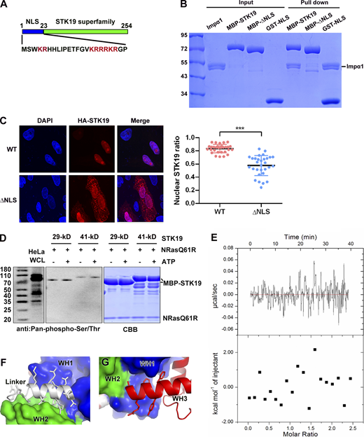 STK19 has no kinase activity. (A) Domain organization of STK19 and the sequence of the N-terminus. The STK19 superfamily is predicted to be a kinase domain. (B) Pull-down analysis of STK19 binding to Impα1 using different fragments of MBP-tag STK19. All proteins used were purified from E. coli. (C) Subcellular localization of STK19 and the mutant without the NLS in HeLa cells. The statistical analysis of the nuclear STK19 ratio is presented in the right panel. Error bars represent the SD for at least 30 cells from each group. Two-tailed unpaired Student’s t test was used. *** denotes P < 0.001. (D) An in vitro kinase assay was performed using E. coli–purified MBP-STK19 (29 or 41 kD, 8 μM) and NRAS-Q61R (4 μM) proteins in the presence or absence of 300 μM ATP for 30 min at 30°C. Protein phosphorylation was detected using a pan-pS/pT antibody. HeLa whole cell lysate (WCL) was immunoblotted as a control. The right panel shows the input proteins stained by Coomassie Brilliant Blue. The kinase assay buffer contained 20 mM MnCl2, 50 mM HEPES (pH 8.0), and 200 mM NaCl. (E) Isothermal titration calorimetry analysis of STK19 binding to ATP. The assay buffer contained 20 mM HEPES 7.5, 200 mM NaCl, 2 mM MnCl2, and 2 mM MgCl2. STK19 and ATP were used at concentrations of 30 and 350 µM, respectively. (F) The linker between WH1 and WH2. (G) The WH3 helix (α1) that is embraced by WH1. The molecular weights are in kD. Source data are available for this figure: SourceData FS1.