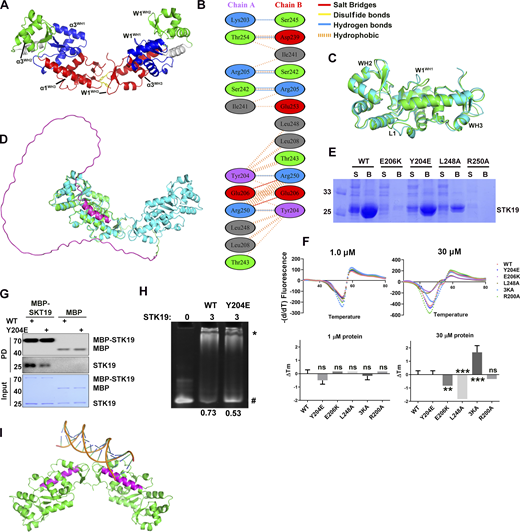 STK19 can form homodimer to bind dsDNA. (A) Architecture of the STK19 dimer. The α3 and W1 of three WHDs in the dimer. Y204 in W1WH3 is shown as yellow sticks. (B) Interaction details between two chains of STK19. This panel is generated using PDBsum. (C) Alignment of two chains in the asymmetric unit. The two most prominent changes are all in WH1, namely, the loop (L1) between α1 and β1 and W1. These changes are likely due to the different crystal packing environments faced by the two monomers. (D) Alignment of the STK19 crystal structure (cyan, shown is a dimer) with AlphaFold-predicted 41-kD STK19. AlphaFold-predicted STK19 is shown in green except for the N-terminal 110 amino acids (magenta). (E) Expression and Ni-NTA purification profile of STK19 mutants. S: soluble fraction after lysis and spin. B: Proteins that were bound to beads after supernatant incubation and washing. (F) DSF analysis of STK19 WT or its mutants (Y204E, E206K, L248A, 3KA, R200A) at different concentrations. The two panels on the right show the Tm change (∆Tm) with respect to the WT Tm. R200A was used as an NC. Shown are the mean of three biological replicates. Two-tailed unpaired Student’s t test was used. The yield of R250A was not sufficient to perform this assay. (G) MBP pull-down analysis of the STK19 dimer. The bound proteins (PD) were stained by their 6X-His expression tag (or His-MBP tag). (H) EMSA analysis of DNA1 in the presence of STK19 WT and Y204E. The numbers below represent the molar ratio of bound DNA. (I) The linear dsDNA (17 bp, extracted from PDB 6FBQ) was modeled to bind one basic patch in the dimer. Binding to two basic patches will likely bend the dsDNA. The two long helixes were colored magenta. The molecular weights are in kD. Source data are available for this figure: SourceData FS2. Refer to the image caption for details.