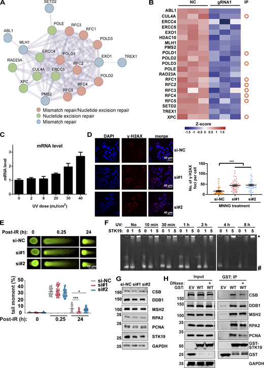 STK19 is involved in DDR. (A) Protein–protein interaction analysis of DDR proteins that were significantly downregulated by STK19 KD. The color of the bubbles illustrates the different types of DDR. (B) Heatmap showing the DDR proteins downregulated by STK19 KD. The circles on the right denote the proteins that were previously immunoprecipitated (IP) by WT STK19. (C) UVB treatment induced a dose-dependent increase of STK19 mRNA levels in B16-F10 cells. Cells were analyzed 2 h after UVB treatment. Error bars represent SEM. (D) The immunofluorescence of γ∙H2AX in HeLa cells after MNNG treatment and the statistical analysis of γ∙H2AX foci numbers. HeLa cells were transfected with two siRNAs targeting STK19 coding region (si#1 and si#2) or nontargeting control (si-NC). After 72 h, 25 μM MNNG was added and incubated for 6 h before cells were imaged. Error bars represent the SEM of at least 30 measurements. Two-tailed unpaired Student’s t test was used. (E) The quantification of neutral comet assays in HCT116 cells treated with siRNAs targeting STK19 (si#1 and si#2) and nontargeting control (si-NC) at the indicated time after IR treatment. DNA damage was quantified via the tail moment using the CometScore software. Data represent mean ± SEM (unpaired two-tailed Student’s t test). KD of STK19 slightly enhanced (but not impaired) double-strand break repair at 24 h. (F) STK19 binding to UVB-irradiated DNA1 at different times. DNA was notably degraded after UVB treatment for 4 h. (G) Western blot analysis of DDR factor expression levels before and after siRNA-mediated STK19 KD in HeLa cells. (H) GST-STK19 WT pull-down of CSB, DDB1, MSH2, RPA2, and PCNA with or without DNase treatment. 293T cells overexpressing GST-STK19 WT were lysed. Samples were added with or without DNase during overnight pull-down. EV: empty vector. Compared with Fig. 6 C, PCNA degradation was weaker in this experiment (repeated three times), possibly due to less protease expression or the usage of new protease inhibitors. The molecular weights are in kD. Source data are available for this figure: SourceData FS3.