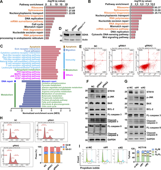 STK19 is implicated in multiple cellular pathways. (A) Pathways enriched by proteins that WT bound at least fivefold more than EV (empty vector). Samples were derived from 293T cells overexpressing EV or GST-STK19-WT, respectively. Pull-down was performed in the presence of RNase for 4 h. (B) Pathways enriched by proteins that WT bound at least twofold more than 3KA with RNase for 4 h 293T cells overexpressing GST-STK19-WT or GST-STK19-3KA were subjected to GST pull-down and MS analysis. (C) Selected pathways from GSEA based on the KEGG database that represent the most significant changes between Cas9/gRNA-mediated control and STK19 KD in HeLa. Compared with control cells, the upregulated and downregulated pathways in STK19 KD cells are represented by red (right) and blue (left) bars. All cells were collected for TMT experiments. (D) Western blot analysis of SDHA expression before and after Cas9/gRNA-mediated STK19 KD in HeLa. Overexpression of STK19 WT (OE WT) rescued the expression level of SDHA. (E) Flow cytometry analysis of apoptosis in Cas9/gRNA-mediated control (NC) and STK19 KD HeLa cells by annexin V-FITC apoptosis detection kit (C1062S; Beyotime). Red and green fluorescence represent propidium iodide and Annexin V, respectively. Cells were first treated with puromycin then cultured without puromycin for 24 h and analyzed. (F) Western blot analysis of apoptotic factors before and after Cas9/gRNA-mediated STK19 KD in HeLa. Cells were first treated with puromycin then washed and cultured without puromycin for 24 h and analyzed. (G) Western blot analysis of apoptotic factors before and after siRNA-mediated STK19 KD in HCT116 cells. (H) Flow cytometry analysis of cell cycle changes by Cas9/gRNA-mediated STK19 KD in HeLa cells. (I) Flow cytometry analysis of cell cycle changes by siRNA-mediated STK19 KD in HCT116 cells. All groups were compared to NC (H) or si-NC (I), and two-tailed unpaired Student’s t test was used. The molecular weights are in kD. Source data are available for this figure: SourceData FS4.