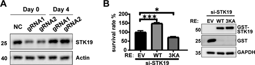 STK19 is involved in cell proliferation. (A) The expression of STK19 in HeLa polyclonal KD cells over time. STK19 was re-expressed after 4 days of culture. Days 0 represent cells that were incubated with 6 µg/ml puromycin (fresh KD cells). (B) Cell viability of STK19 KD HCT116 cells rescued with siRNA-resistant WT or 3KA. Error bars represent the SEM of three biological replicates. *P < 0.05, ***P < 0.001. Two-tailed unpaired Student’s t test was used. The right shows the expression level of GST-STK19-WT or 3KA. RE: rescue. EV: empty vector. The molecular weights are in kD. Source data are available for this figure: SourceData FS5.