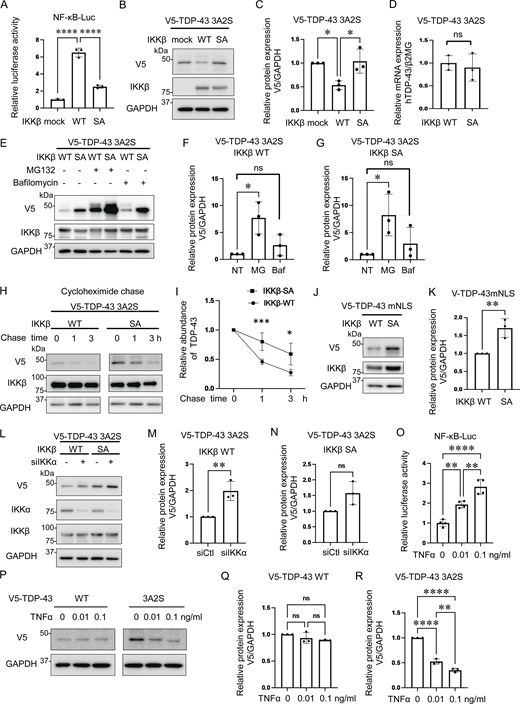 Promotion of cytoplasmic TDP-43 protein degradation by IKKβ via proteasomes. (A) Relative NF-κB activity of Neuro2a cells that express IKKβ WT or an inactive IKKβ mutation (IKKβ SA; n = 3 for each group). (B) Representative immunoblots of the lysate of Neuro2a cells expressing V5-TDP-43 3A2S and IKKβ WT or IKKβ SA. (C) Densitometric quantifications of V5 normalized with GAPDH (n = 3 for each group). (D) Expression levels of TDP-43 normalized with β2MG in human mRNA (n = 3 for each group). (E) Representative immunoblots of whole cell lysates from Neuro2a cells expressing V5-TDP-43 3A2S and IKKβ WT or IKKβ SA. The cells were treated with 1-mM MG132 or 100-nM bafilomycin A1 for 24 h. (F and G) Densitometric quantifications of V5 normalized with GAPDH (n = 3 for each group). (H) Protein degradation assay results for V5-TDP-43 3A2S with IKKβ WT or IKKβ SA. The cells were treated with 10-μM CHX. (I) The densitometric quantifications of V5 (n = 3 for each group) exhibited a relative abundance of TDP-43 3A2S. (J) Immunoblots of whole cell lysates from Neuro2a cells expressing V5-TDP-43 mNLS and IKKβ. (K) Densitometric quantifications of V5 normalized with GAPDH (n = 3 for each group). (L) Immunoblots of whole cell lysates from Neuro2a cells expressing V5-TDP-43 3A2S, IKKβ, and siIKKα or control siRNA. (M and N) Densitometric quantifications of V5 normalized with GAPDH (n = 3 for each group). (O) Relative NF-κB activity of Neuro2a cells treated with TNFα (n = 3 for each group). (P) Immunoblots of whole cell lysates from Neuro2a cells expressing V5-TDP-43 WT or 3A2S with TNFα treatments. (Q and R) Densitometric quantifications of V5 normalized with GAPDH (n = 3 for each group). In A, C, F, G, O, Q, and R, data were analyzed via ANOVA and Tukey’s test; in D, K, M, and N, unpaired two-sided t test was used; in I, two-way ANOVA was used. Error bars indicate SDs. *P < 0.05, **P < 0.01, ***P < 0.001, ****P < 0.0001, ns = not significant. Source data are available for this figure: SourceData F2. Refer to the image caption for details.