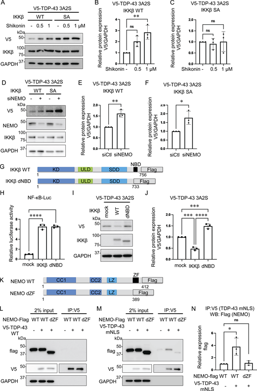 Role of NEMO in the degradation of cytoplasmic TDP-43. (A) Representative immunoblots of whole cell lysates from Neuro2a cells expressing V5-TDP-43 3A2S and IKKβ WT or IKKβ SA treated with the indicated doses of Shikonin. (B and C) Densitometric quantifications of V5 normalized with GAPDH (n = 3 for each group). (D) Immunoblots of whole cell lysates from Neuro2a cells expressing V5-TDP-43 3A2S, IKKβ, and siNEMO or control siRNA. (E and F) Densitometric quantifications of V5 normalized with GAPDH (n = 3 for each group). (G) Schematic illustrations of IKKβ WT, dNBD, and dCTD. (H) Relative NF-κB activity of Neuro2a cells expressing IKKβ WT, dNBD, or dCTD (n = 3 for each group). (I) Representative immunoblots of whole cell lysates from Neuro2a cells expressing V5-TDP-43 3A2S and each Flag-IKK: IKKβ WT, and dNBD. (J) Densitometric quantifications of V5 normalized with GAPDH (n = 3 for each group). (K) Schematic illustrations of NEMO WT and dZF. (L and M) Immunoblots of 2% input and immunoprecipitated proteins of Neuro2a cells expressing V5-TDP-43 WT (L)/mNLS (M) and each Flag-NEMO: WT or dZF. (N) Densitometric quantifications of Flags immunoprecipitated with V5-TDP-43 mNLS (n = 3 for each group). In B, C, H, J, and N, data were analyzed via ANOVA and Tukey’s test; in E and F, unpaired two-sided t test was used. Error bars indicate SDs. *P < 0.05, ****P < 0.0001, ns = not significant. CC1, coiled-coil 1; CC2, coiled-coil 2; LZ, leucine zipper; SDD, scaffold/dimerization domain; ULD, ubiquitin-like domain. Source data are available for this figure: SourceData F3. Refer to the image caption for details.