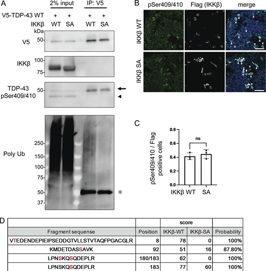 IKKβ phosphorylation of multiple TDP-43 sites. (A) Immunoblots of 2% input immunoprecipitated proteins of HEK293T cells expressing V5-TDP-43 WT and IKKβ WT or IKKβ SA. The arrowhead indicates the band endogenous TDP-43 and the arrow indicates the band of exogenous TDP-43. The asterisk indicates heavy chain IgG. (B) Immunofluorescence images of HEK293T cells expressing IKKβ WT or IKKβ SA (green, pSer409/410; silver, Flag; blue, DAPI). The arrowheads indicate the cells double-positive against Flag and pSer409/410. Scale bars = 50 μm. (C) Ratio of pSe409/410-positive cells per Flag-positive cells (n = 3 for each group). Unpaired two-sided t test was used. Error bars indicate SDs. ns = not significant. (D) List of the serine/threonine TDP-43 residues phosphorylated in Neuro2a cells expressing IKKβ WT or SA. These residues were identified via LC-MS/MS analysis. Source data are available for this figure: SourceData F4.