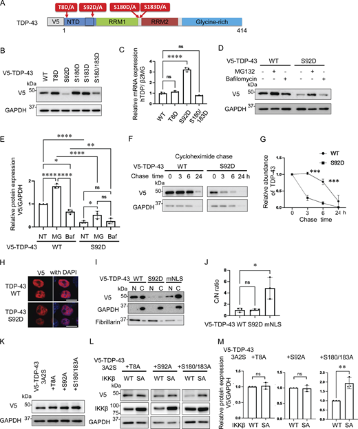 Promotion of TDP-43 degradation through TDP-43 N-terminal phosphorylation. (A) Schematic illustration of TDP-43 showing phosphorylation sites subjected to substitutions. (B) Immunoblots of whole cell lysates from Neuro2a cells expressing V5-TDP-43 WT or each phosphomimetic mutation. (C) The expression levels of TDP-43 normalized with β2MG (n = 3 for each group) in human mRNA. (D) Immunoblots of whole cell lysates from Neuro2a cells expressing V5-TDP-43 WT or the S92D mutation. The cells were treated with 1-mM MG132 or 100-nM bafilomycin A1 for 24 h. (E) Densitometric quantifications of V5 normalized with GAPDH (n = 3 for each group). (F) Protein degradation assays for V5-TDP-43 WT and S92D. The cells were treated with 10-μM CHX. (G) Densitometric quantifications of V5 (n = 3 for each group) exhibited relative abundances of TDP-43 WT and S92D, respectively. (H) Immunofluorescence images of Neuro2a cells expressing V5-TDP-43 WT or S92D. (I) Immunoblots of nuclear and cytoplasmic fractions from Neuro2a cells expressing V5-TDP-43 WT or S92D. GAPDH and fibrillarin were the cytoplasm and nucleus markers for each. (J) The nucleus/cytoplasm ratios were obtained through densitometric quantifications of V5 (n = 3 for each group). (K) Immunoblots of whole cell lysates from Neuro2a cells expressing V5-TDP-43 3A2S with each phosphorylation-resistant mutation. (L) Immunoblots of whole cell lysates from Neuro2a cells expressing V5-TDP-43 3A2S with each phosphorylation-resistant mutation and IKKβ WT or IKKβ SA. (M) Densitometric quantifications of V5 normalized with GAPDH (n = 3 for each group). In C, E, and J, data were analyzed via ANOVA and Tukey’s test; in G, two-way ANOVA was used; in M, unpaired two-sided t test was used. Error bars indicate SDs. *P < 0.05, **P < 0.01, ***P < 0.001, ****P < 0.0001. Source data are available for this figure: SourceData F5.
