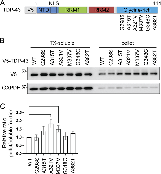 Solubilities of TDP-43 disease-causing mutations. (A) Schematic illustration of TDP-43 with disease-causing missense mutations. (B) Immunoblots of 1% Triton X-100-soluble or -insoluble (pellet) fraction from Neuro2a cells expressing V5-TDP-43 WT or each disease-mutant. (C) Densitometric quantifications of V5 normalized with GAPDH (n = 3 for each group). Data were analyzed via ANOVA and Tukey’s test. Error bars indicate SDs. *P < 0.05, ***P < 0.001. Source data are available for this figure: SourceData FS3.