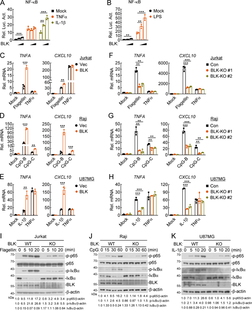 BLK positively regulates TLR/IL-1R–mediated inflammatory signaling. (A and B) Effects of BLK on TNFα-, IL-1β–, and LPS-induced activation of NF-κB. U87MG (A) or HEK293-TLR4 cells (B) (1 × 105) were cotransfected with NF-κB reporter (0.002 μg), pRL-TK (Renilla luciferase) reporter (0.01 μg), and increased amounts of BLK expression plasmids (0.01, 0.02 μg) for 24 h. Cells were then left untreated or treated with TNFα (20 ng/ml), IL-1β (20 ng/ml), or LPS (100 ng/ml) for 10 h before luciferase assays. (C–E) Effects of BLK on flagellin-, TNFα-, CpG-B/C–, and IL-1β–induced transcription of downstream genes. Jurkat (C), Raji (D), or U87MG (E) cells were transduced with vector (Vec) or BLK expression plasmids by lentivirus-mediated gene transfer to establish stable cell lines. Cells (2 × 105) were left untreated or treated with flagellin (0.1 μg/ml), TNFα (20 ng/ml), CpG-B/C (1 μM), or IL-1β (20 ng/ml) for 3 h before qPCR analysis. (F–H) Effects of BLK deficiency on flagellin-, TNFα-, CpG-B/C–, and IL-1β–induced transcription of downstream genes. Jurkat (F), Raji (G), or U87MG (H) cells were transduced with control (Con) or the indicated gRNA plasmids targeting BLK gene by the CRISPR/Cas9 method to establish stable cell lines. BLK-deficient and control cells (2 × 105) were treated with the indicated stimuli for 3 h before qPCR analysis. (I–K) Effects of BLK deficiency on flagellin-, CpG-B–, and IL-1β–induced phosphorylation of p65 and IκBα. BLK-deficient and control Jurkat (I), Raji (J), or U87MG (K) cells (2 × 105) (BLK-KO #1 plasmids were used) were left untreated or treated with flagellin (0.1 μg/ml), CpG-B (1 μM), or IL-1β (20 ng/ml) for the indicated times before immunoblot analysis. KO, knockout. Graphs show mean ± SD (n = 3 biological replicates in A and B, n = 3 technical replicates in C–H) from one representative experiment. **P < 0.01, ***P < 0.001 (unpaired, two-tailed Student’s t test). Data are representative of three independent experiments with similar results. Source data are available for this figure: SourceData F1.