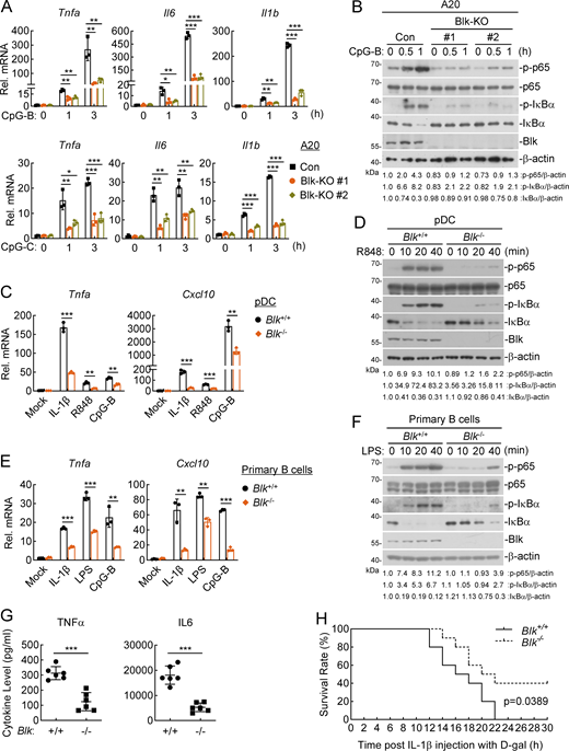 Blk deficiency attenuates TLR/IL-1R–mediated inflammatory responses in vivo. (A and B) Effects of Blk deficiency on CpG-B/C–induced transcription of downstream genes and phosphorylation of p65 and IκBα. Murine A20 cells were transduced with control (Con) or the indicated gRNA plasmids targeting Blk gene by the CRISPR/Cas9 method to establish stable cell lines. Blk-deficient and control cells (2 × 105) were left untreated or treated with CpG-B/C (1 μM) for the indicated times before qPCR (A) and immunoblot (B) analyses. KO, knockout. (C and D) Effects of Blk deficiency on IL-1β–, R848-, and CpG-B–induced transcription of downstream genes and phosphorylation of p65 and IκBα. pDCs derived from the spleens of Blk+/+ and Blk−/− mice (1 × 105) were stimulated with murine IL-1β (20 ng/ml), R848 (10 μg/ml), or CpG-B (1 μM) for 3 h before qPCR analysis (C), or stimulated with R848 (10 μg/ml) for the indicated times before immunoblot analysis (D). (E and F) Effects of Blk deficiency on IL-1β–, LPS- and CpG-B–induced transcription of downstream genes and phosphorylation of p65 and IκBα. Primary B cells derived from the spleens of Blk+/+ and Blk−/− mice (5 × 105) were seeded in 12-well plates for 48 h in the presence of anti-lgM/IgG (5 μg/ml) and anti-CD40 antibody (1 μg/ml). Cells were then stimulated with murine IL-1β (20 ng/ml), LPS (100 ng/ml), or CpG-B (1 μM) for 3 h before qPCR analysis (E), or stimulated with LPS (100 ng/ml) for the indicated times before immunoblot analysis (F). (G) Effects of Blk deficiency on IL-1β–induced serum cytokine levels. Sex- and age-matched Blk+/+ and Blk−/− mice (n = 6 for each group) were injected i.p. with murine IL-1β (150 μg/kg) for 2 h before serum cytokines were measured by ELISA. (H) Effects of Blk deficiency on IL-1β–induced inflammatory death. Sex- and age-matched Blk+/+ and Blk−/− mice (n = 10 for each group) were injected i.p. with murine IL-1β (150 μg/kg) plus D-gal (0.5 mg/g) per mouse, and mouse survival was recorded every 1 h. Graphs show mean ± SD (n = 3 technical replicates in A, C, and E, n = 6 biological replicates in G) from one representative experiment. *P < 0.05, **P < 0.01, ***P < 0.001 (unpaired, two-tailed Student’s t test). For the mouse survival study in H, Kaplan–Meier survival curves were generated and analyzed by the log-rank test. Data are representative of at least two independent experiments with similar results. Source data are available for this figure: SourceData F2. Refer to the image caption for details.