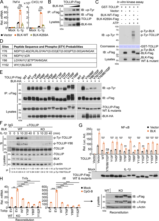 Phosphorylation of TOLLIP at Y76/86/152 is essential for its regulatory function in TLR/IL-1R signaling. (A) Effects of BLK and its mutant on IL-1β–induced transcription of downstream genes. U87MG cells (2 × 105) were transfected with BLK or BLK(K269A) plasmids for 24 h. Cells were then left untreated or treated with IL-1β (20 ng/ml) for 3 h before qPCR analysis. (B) BLK mediates tyrosine phosphorylation of TOLLIP in a dose-dependent manner. HEK293 cells (2 × 106) were transfected with the indicated plasmids for 24 h. Coimmunoprecipitation (IP) and immunoblot (IB) analysis were performed with the indicated antibodies. (C) BLK catalyzes tyrosine phosphorylation of TOLLIP in vitro. Purified Flag-tagged BLK and its mutant coupled with Protein G sepharose were subjected to in vitro kinase assays with purified GST-TOLLIP. (D) Identification of potential tyrosine phosphorylation sites of TOLLIP by mass spectrometry. The in vitro phosphorylated TOLLIP in C was subjected to mass spectrometry. The list shows the phosphorylated peptide sequences and phosphorylation (STY) probabilities. (E) BLK mediates tyrosine phosphorylation of TOLLIP at Y76, Y86, and Y152. HEK293 cells (2 × 106) were transfected with the indicated plasmids for 24 h. Coimmunoprecipitation and immunoblot analysis were performed with the indicated antibodies. (F) Effects of BLK deficiency on IL-1β–triggered TOLLIP Y86 phosphorylation. BLK-deficient and control U87MG cells (2 × 107) were left untreated or treated with IL-1β (20 ng/ml) for the indicated times. Coimmunoprecipitation and immunoblot analysis were performed with the indicated antibodies. KO, knockout. (G) Effects of BLK and all TOLLIP mutants co-transfection on IL-1β–triggered NF-κB activation. U87MG cells (1 × 105) were cotransfected with NF-κB reporter (0.002 μg), pRL-TK reporter (0.01 μg), BLK plasmids (0.05 μg), either TOLLIP or its mutants (0.05 μg) for 24 h and then treated with IL-1β (20 ng/ml) for 10 h before luciferase assays. The lower blot shows the expression levels of TOLLIP and its mutants as detected by anti-Flag antibody. (H) Effects of reconstitution of Tollip-deficient cells with Tollip or its mutants on CpG-B–induced transcription of downstream genes. A20 cells were transduced with vector or the gRNA plasmids targeting Tollip gene by the CRISPR/Cas9 method to establish the stable cell lines with puromycin (1 μg/ml) selection. Wild-type and Tollip-deficient A20 cells were then transduced with empty vector (EV), Tollip, or its mutants by lentivirus-mediated gene transfer to establish the stable cell lines with blasticidin S (10 μg/ml) selection. Subsequently, the indicated cell lines (2 × 105) were left untreated or treated with CpG-B (1 μM) for 3 h before qPCR analysis. The blots show the expression levels of Tollip and its mutants in the indicated cell lines as detected by anti-Flag or anti-Tollip antibodies, respectively. Graphs show mean ± SD (n = 3 technical replicates in A and H, n = 3 biological replicates in G) from one representative experiment. *P < 0.05, **P < 0.01, ***P < 0.001, ns, not significant (unpaired, two-tailed Student’s t test). Data are representative of three independent experiments with similar results. Source data are available for this figure: SourceData F4.