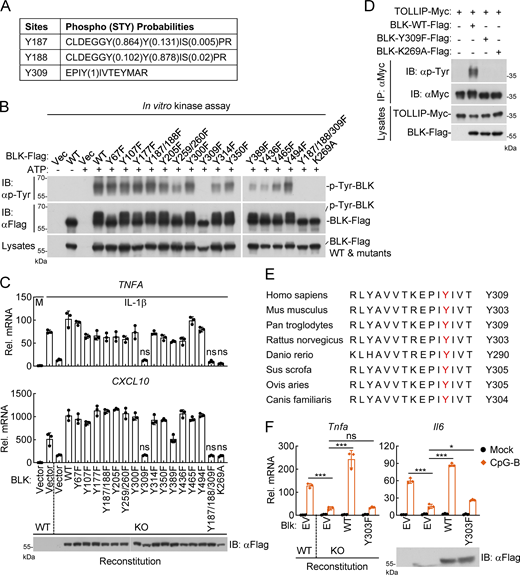 Autophosphorylation of BLK at Y309 is critical for its regulation of TLR/IL-1R–mediated inflammatory signaling. (A) Identification of potential autophosphorylation sites of BLK by mass spectrometry. The in vitro phosphorylated BLK in Fig. 5 D was subjected to mass spectrometry. The list shows the phosphorylated peptide sequences and phosphorylation (STY) probabilities. (B) BLK catalyzes autophosphorylation mainly at Y309. Purified Flag-tagged BLK and its mutants coupled with Protein G sepharose were subjected to in vitro BLK autophosphorylation assays. (C) Effects of reconstitution of BLK-deficient cells with BLK and its mutants on IL-1β–induced transcription of downstream genes. BLK-deficient and control U87MG cells (2 × 105) were transfected with the same amount of BLK or its mutants for 24 h. Cells were then left untreated or treated with IL-1β (20 ng/ml) for 3 h before qPCR analysis. The lower blot shows the expression levels of BLK and its mutants as detected by anti-Flag antibody. KO, knockout. (D) BLK(Y309F) fails to mediate tyrosine phosphorylation of TOLLIP. HEK293 cells (2 × 106) were transfected with the indicated plasmids for 24 h. Coimmunoprecipitation (IP) and immunoblot (IB) analysis were performed with the indicated antibodies. (E) Sequence alignment of BLK from the indicated species. The sequences correspond to aa 298–312 of human BLK. The conserved tyrosine residues are highlighted in red. (F) Effects of reconstitution of Blk-deficient cells with Blk or its mutant on CpG-B–induced transcription of downstream genes. Blk-deficient A20 cells were transduced with Blk or Blk(Y303F) plasmids by lentivirus-mediated gene transfer to establish the stable cell lines with blasticidin S (10 μg/ml) selection. The indicated cell lines (2 × 105) were then left untreated or treated with CpG-B (1 μM) for 3 h before qPCR analysis. The lower blot shows the expression levels of Blk and Blk(Y303F) in the indicated cell lines as detected by anti-Flag antibody. Graphs show mean ± SD (n = 3 technical replicates in C and F) from one representative experiment. *P < 0.05, ***P < 0.001, ns, not significant (unpaired, two-tailed Student’s t test). Data are representative of three independent experiments with similar results. Source data are available for this figure: SourceData F6. Refer to the image caption for details.