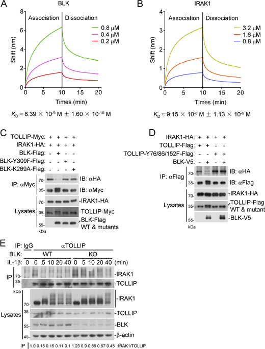 BLK promotes TOLLIP dissociation from IRAK1 by competitively binding to TOLLIP. (A and B) TOLLIP-binding affinities of BLK and IRAK1. ForteBio Octet Red system was used to examine the binding affinities of recombinant BLK (A) and IRAK1 (B) to TOLLIP. The vertical and horizontal axes represent the light shift distance (nm) and association/dissociation times, respectively. (C) Effects of BLK and its mutants on the association of TOLLIP and IRAK1. HEK293 cells (2 × 106) were transfected with the indicated plasmids for 24 h. Coimmunoprecipitation (IP) and immunoblot (IB) analysis were performed with the indicated antibodies. (D) Effects of BLK on the association of TOLLIP(Y76/86/152F) and IRAK1. HEK293 cells (2 × 106) were transfected with the indicated plasmids for 24 h. Coimmunoprecipitation and immunoblot analysis were performed with the indicated antibodies. (E) Effects of BLK deficiency on IL-1β–induced dissociation of IRAK1 from TOLLIP. BLK-deficient and control U87MG cells (2 × 107) (BLK-KO #1 plasmids were used) were left untreated or treated with IL-1β (20 ng/ml) for the indicated times before coimmunoprecipitation and immunoblot analysis. KO, knockout. Data are representative of three independent experiments with similar results. Source data are available for this figure: SourceData F7. Refer to the image caption for details.