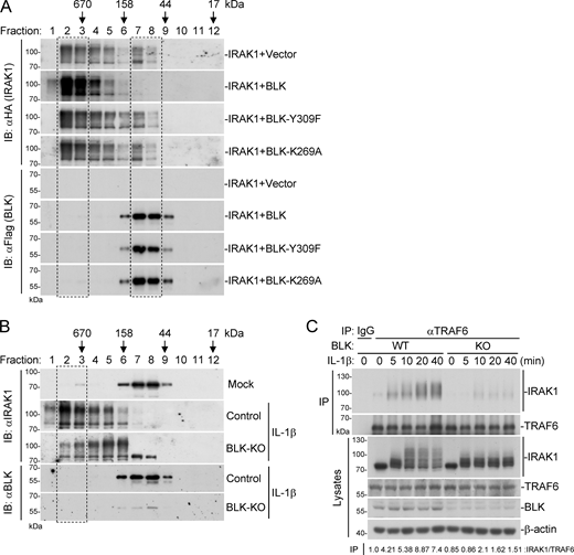 BLK facilitates TLR/IL-1R–mediated signal transduction. (A) Effects of BLK and its mutants on the oligomerization of IRAK1. HEK293 cells (4 × 107) were transfected with IRAK1 and BLK or its mutants for 24 h. Cells were collected and lysed, followed by gel filtration. Fraction size was calibrated with the gel filtration standard (151-1901; Bio-Rad). (B) Effects of BLK deficiency on IL-1β–induced oligomerization of endogenous IRAK1. BLK-deficient and control U87MG cells (1 × 108) were untreated or treated with IL-1β (20 ng/ml) for 10 min before gel filtration. Fraction size was calibrated with the gel filtration standard. (C) Effects of BLK deficiency on IL-1β–induced hyperphosphorylation of IRAK1 and subsequent recruitment of IRAK1 to TRAF6. BLK-deficient and control U87MG cells (2 × 107) (BLK-KO #1 plasmids were used) were left untreated or treated with IL-1β (20 ng/ml) for the indicated times before coimmunoprecipitation (IP) and immunoblot (IB) analysis. Data are representative of three independent experiments with similar results. Source data are available for this figure: SourceData F8. Refer to the image caption for details.