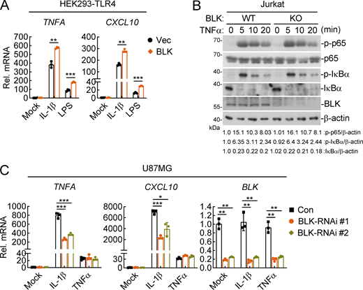 BLK positively regulates IL-1β–, LPS-, but not TNFα-induced inflammatory responses. (A) Effects of BLK on IL-1β– and LPS-induced transcription of downstream genes. HEK293-TLR4 cells (2 × 105) were transfected with BLK expression plasmids for 24 h. Cells were then left untreated or treated with IL-1β (20 ng/ml) or LPS (100 ng/ml) for 3 h before qPCR analysis. (B) Effects of BLK deficiency on TNFα-induced phosphorylation of p65 and IκBα. BLK-deficient and control Jurkat cells (2 × 105; BLK-KO #1 plasmids were used) were left untreated or treated with TNFα (20 ng/ml) for the indicated times before immunoblot analysis. KO, knockout. (C) Effects of BLK knockdown on TNFα- and IL-1β–induced transcription of downstream genes. U87MG cells (2 × 105) were transfected with the indicated siRNA (final concentration, 40 nM). 48 h later, cells were left untreated or treated with TNFα (20 ng/ml) or IL-1β (20 ng/ml) for 3 h before qPCR analysis. Graphs show mean ± SD (n = 3 technical replicates in A and C) from one representative experiment. *P < 0.05, **P < 0.01, ***P < 0.001 (unpaired, two-tailed Student’s t test). Data are representative of three independent experiments with similar results. Source data are available for this figure: SourceData FS1. Refer to the image caption for details.
